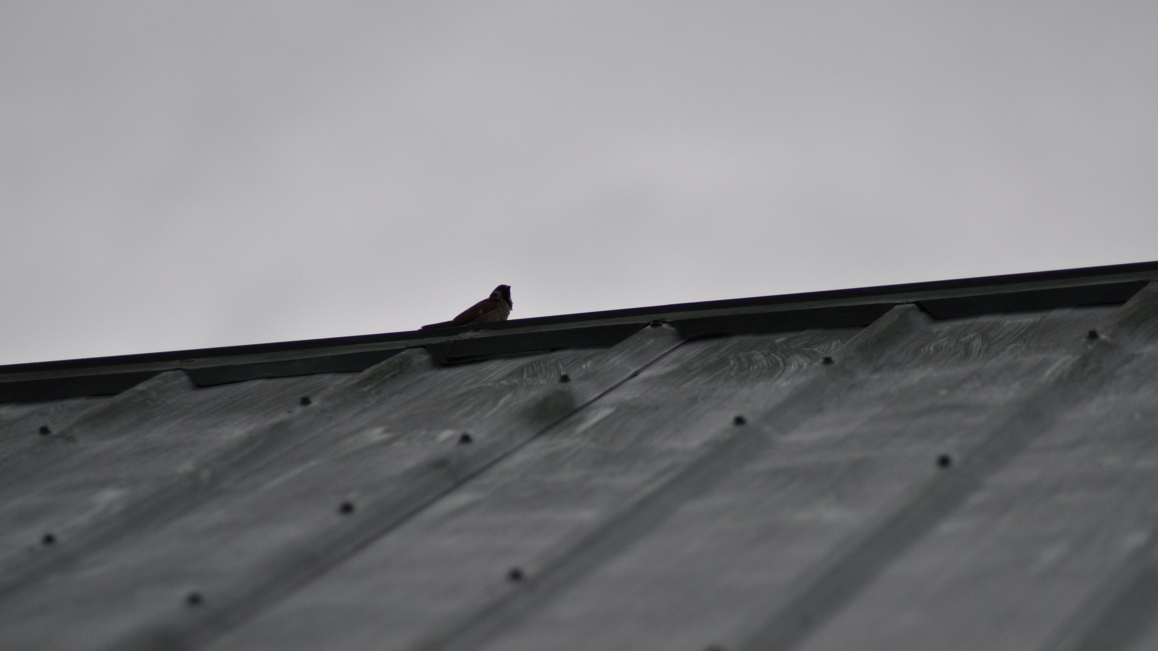 sparrow, bird, roof, bw, 4k, HD Wallpaper