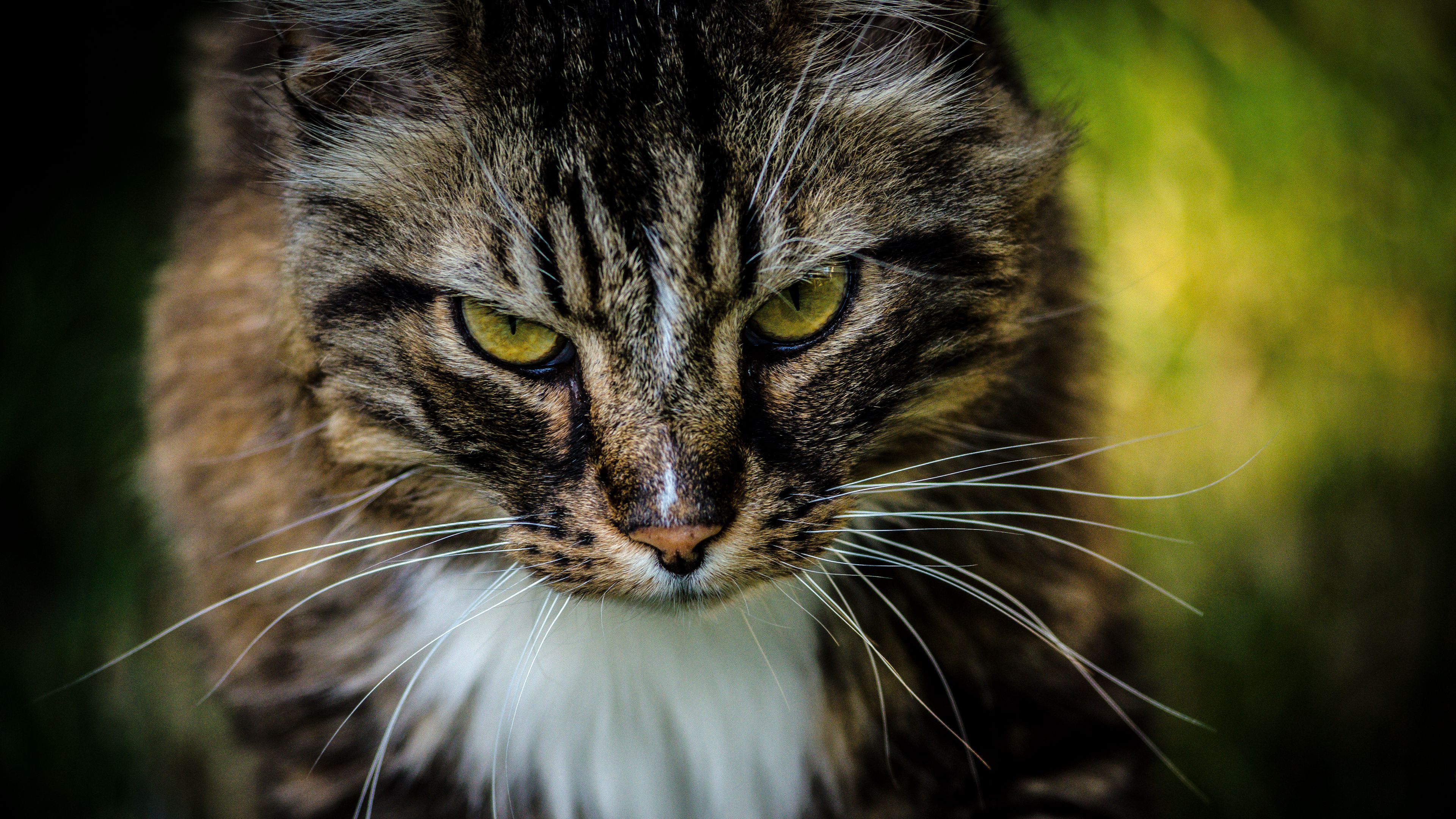 cat, pet, fluffy, brown, 4k, HD Wallpaper