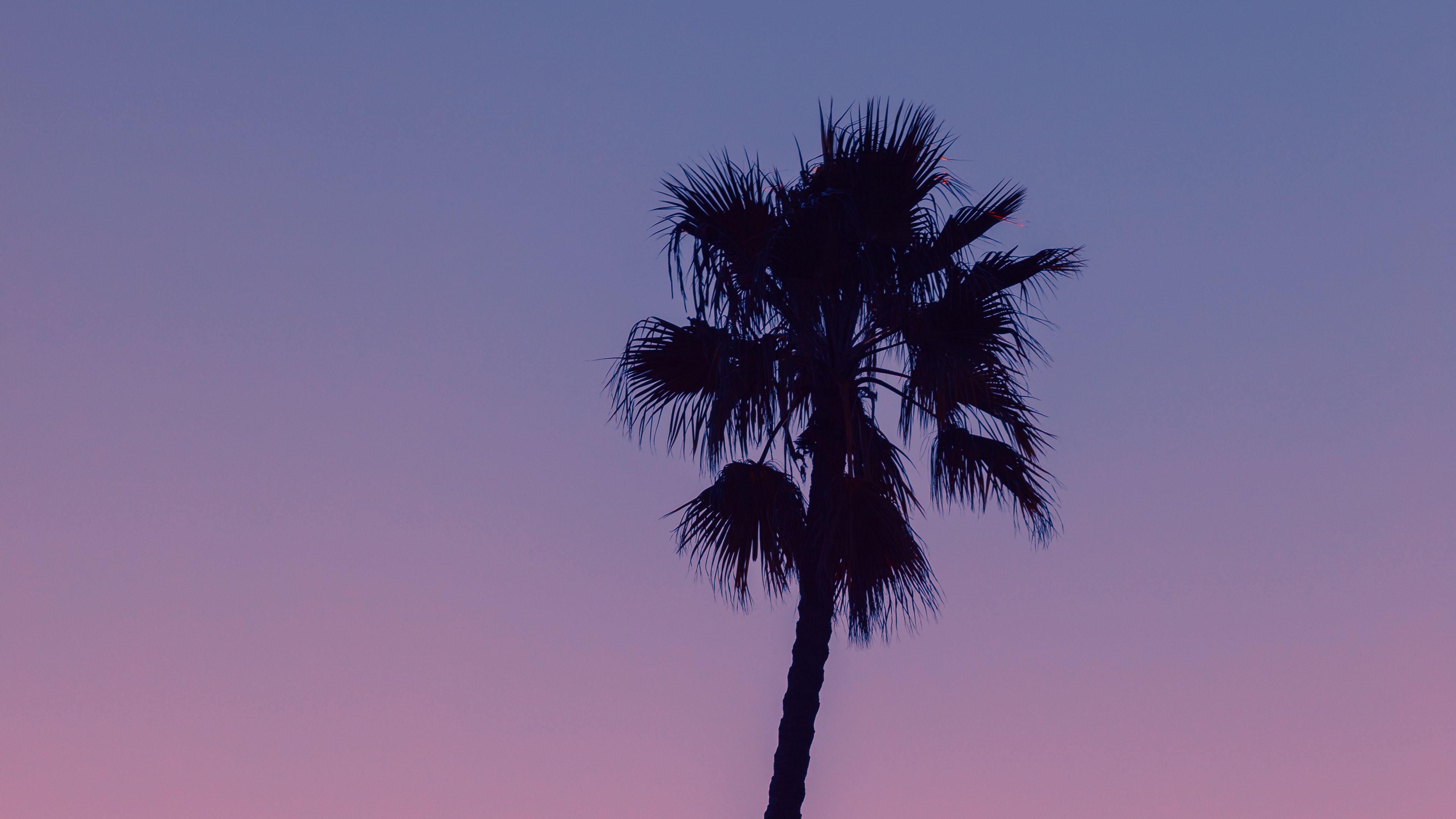 palm, tree, sky, dusk, dark, 4k, HD Wallpaper