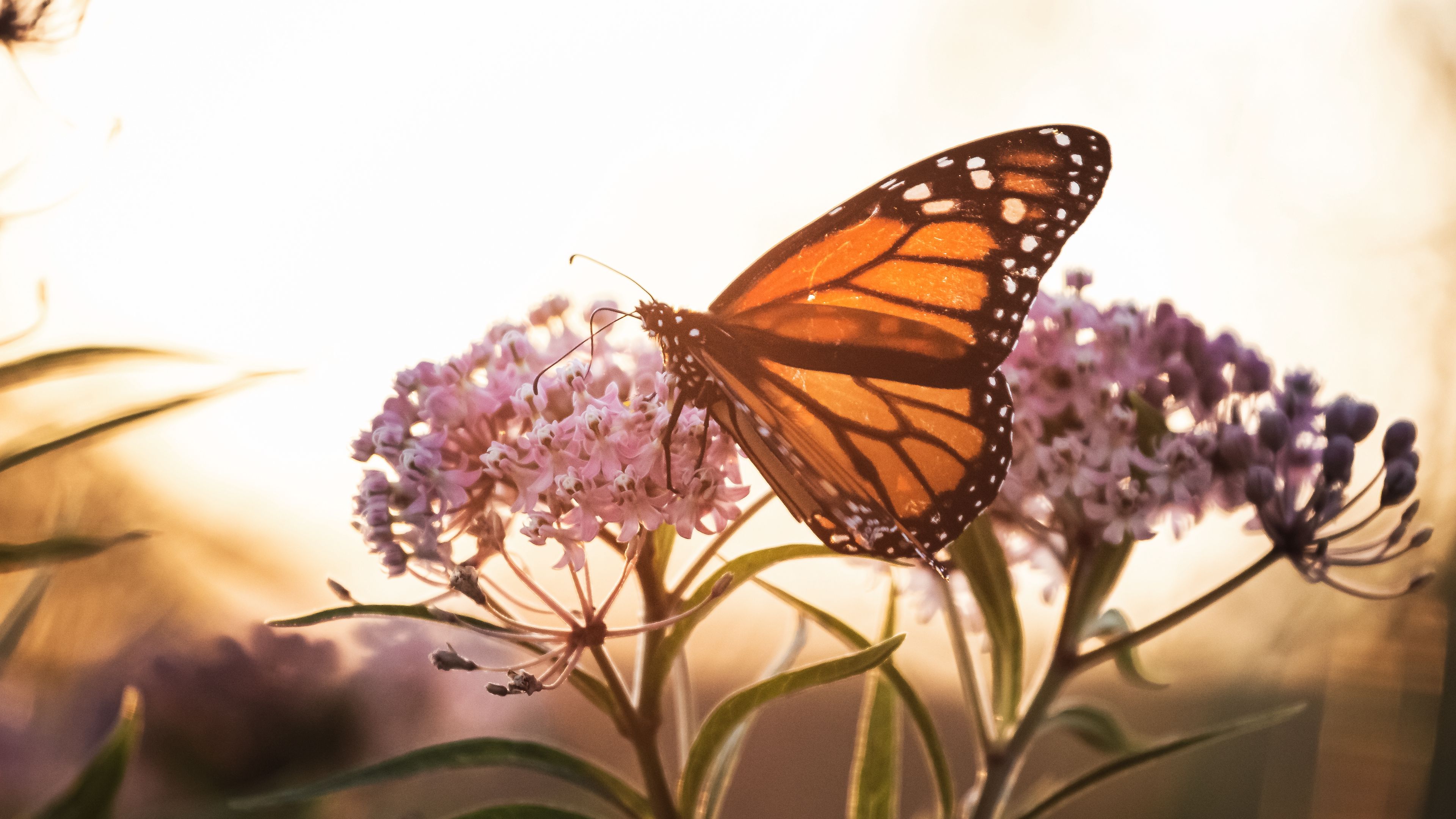 butterfly, flowers, macro, closeup, 4k, HD Wallpaper
