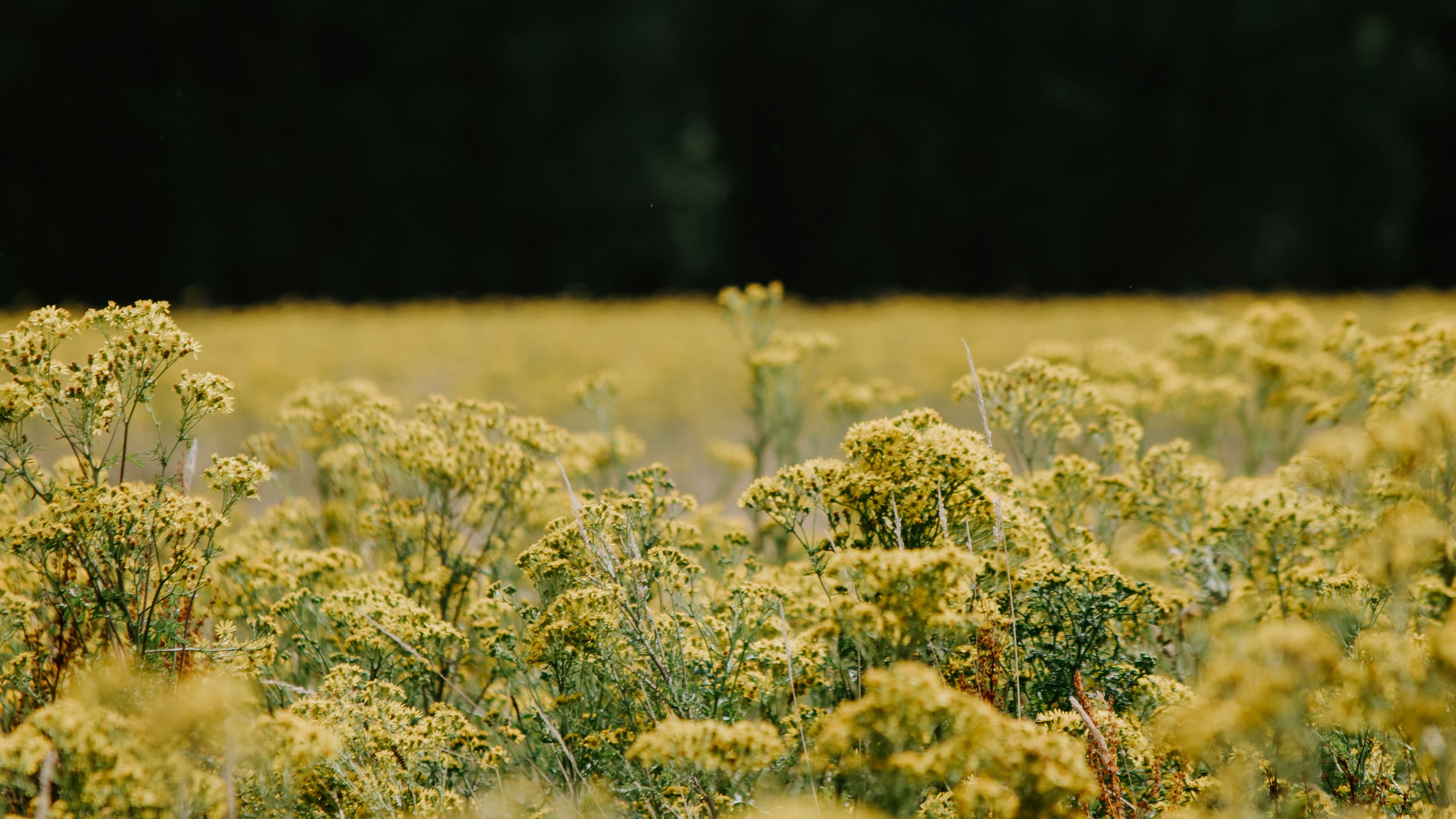 flowers, field, yellow, nature, 4k, HD Wallpaper
