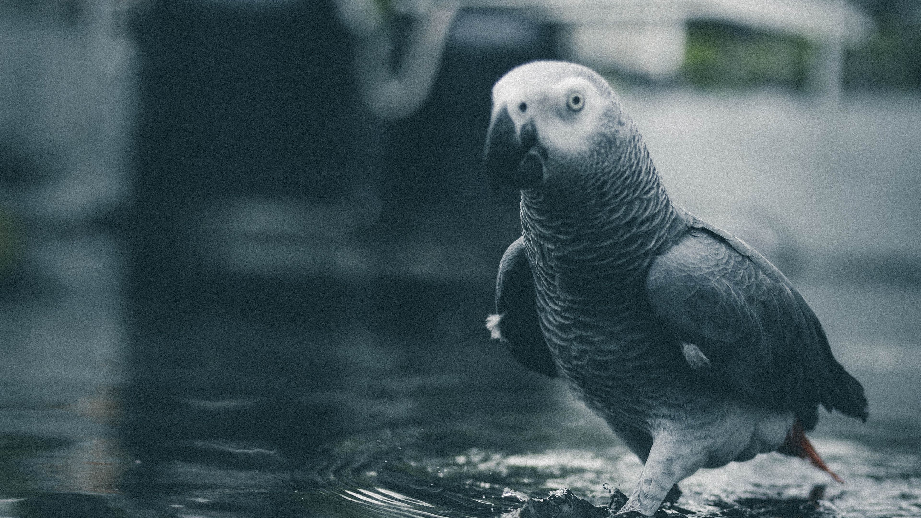 parrot, bird, gray, water, 4k, HD Wallpaper