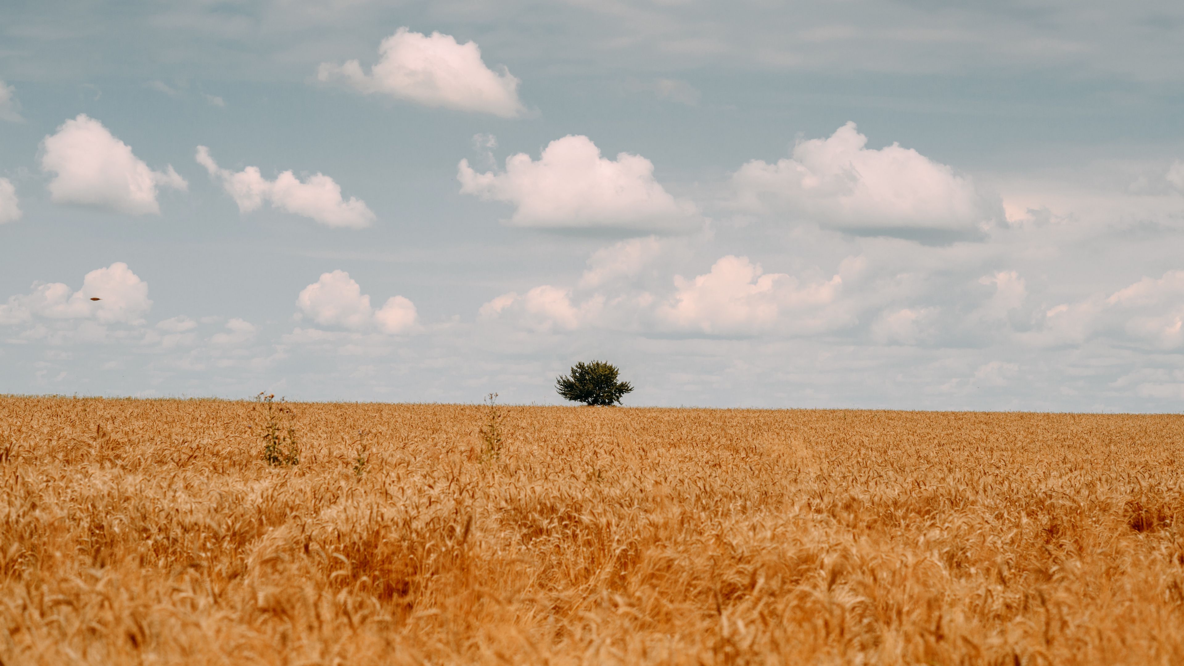 field, tree, clouds, summer, landscape, 4k, HD Wallpaper