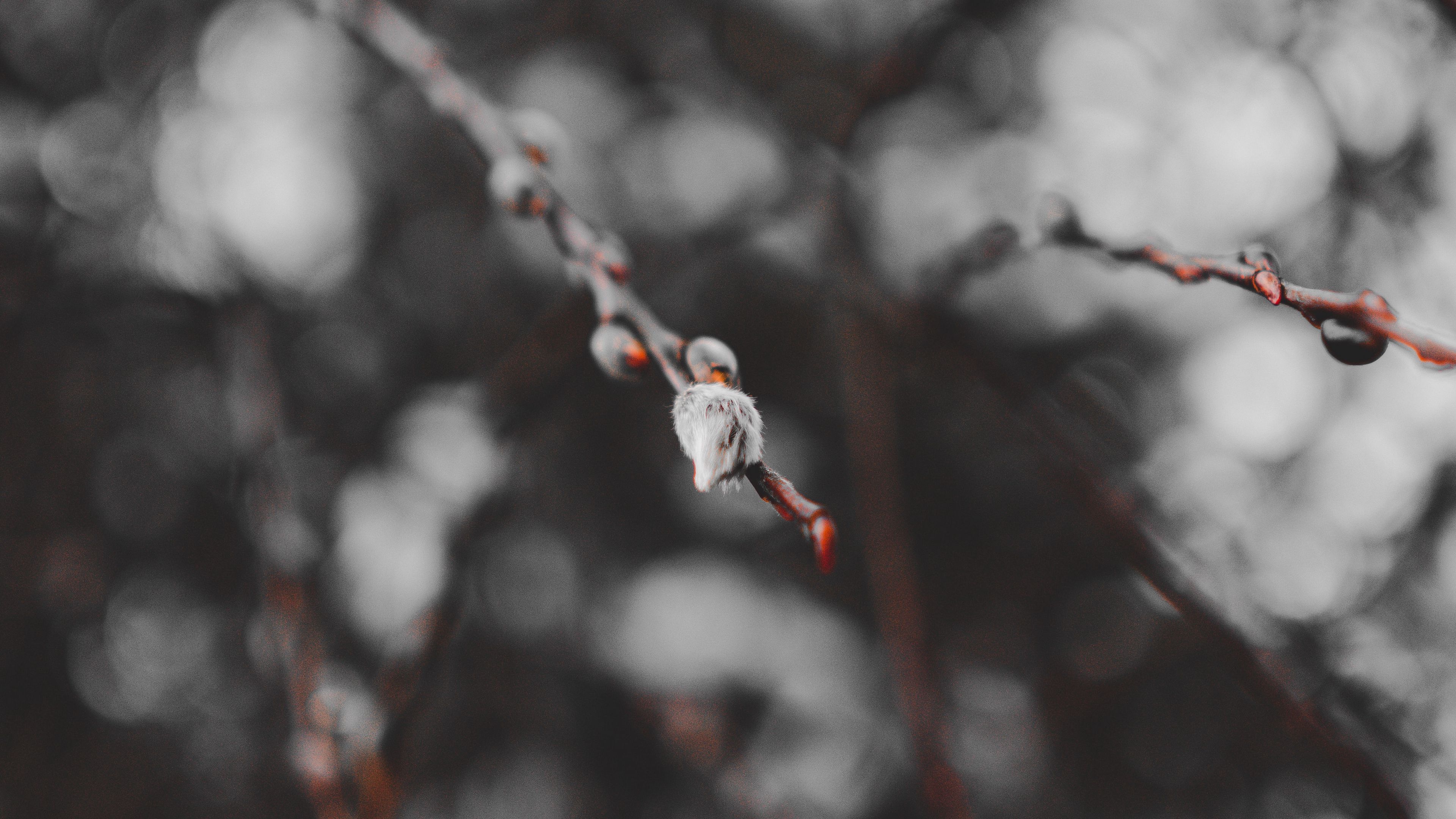 branches, buds, macro, spring, 4k, HD Wallpaper