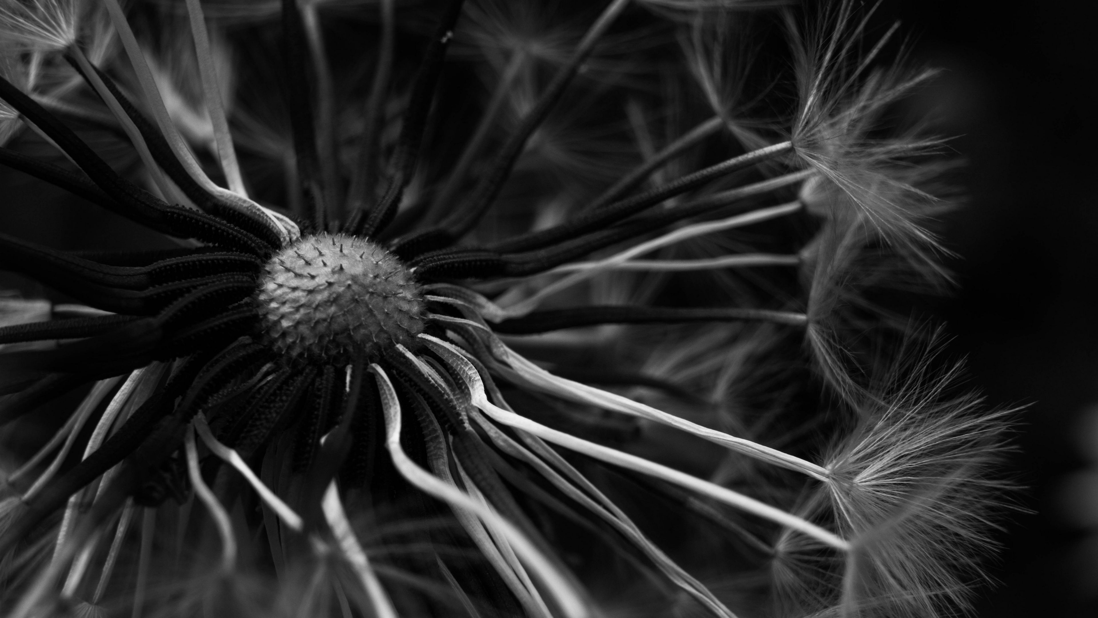 dandelion, macro, bw, 4k, HD Wallpaper