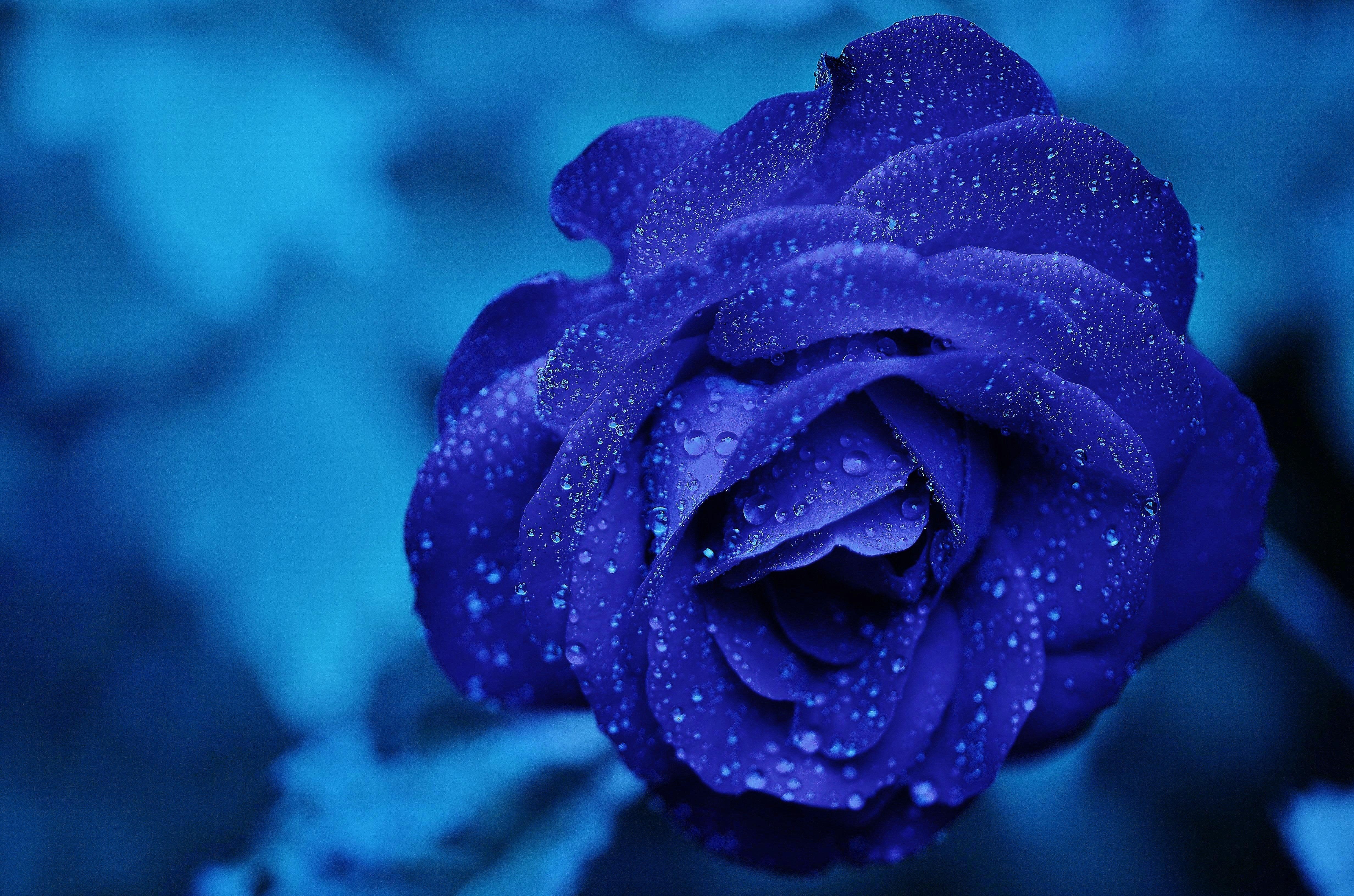 flowers, 4k, 5k, hd, HD Wallpaper