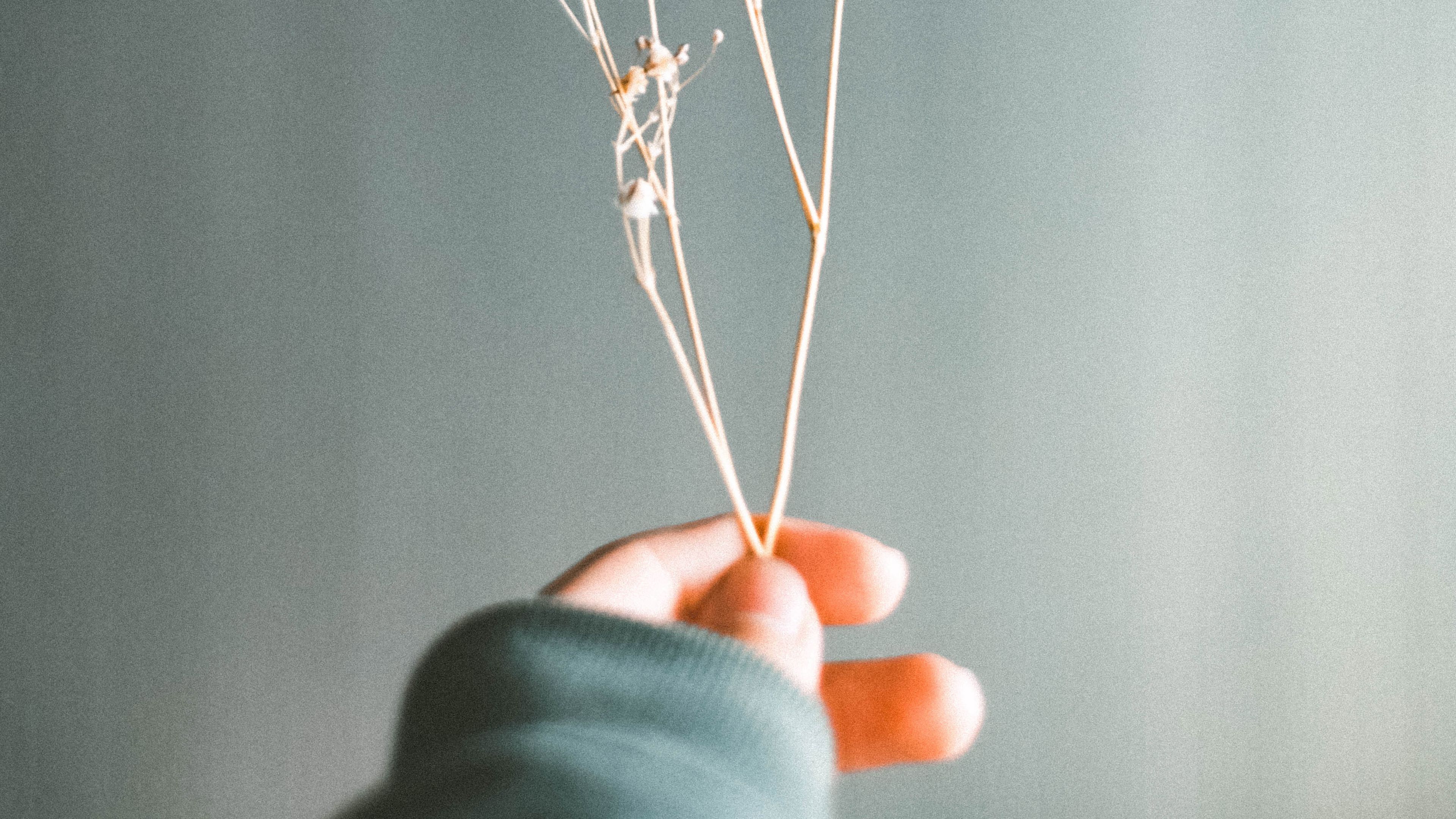herbarium, branch, fingers, hand, 4k, HD Wallpaper