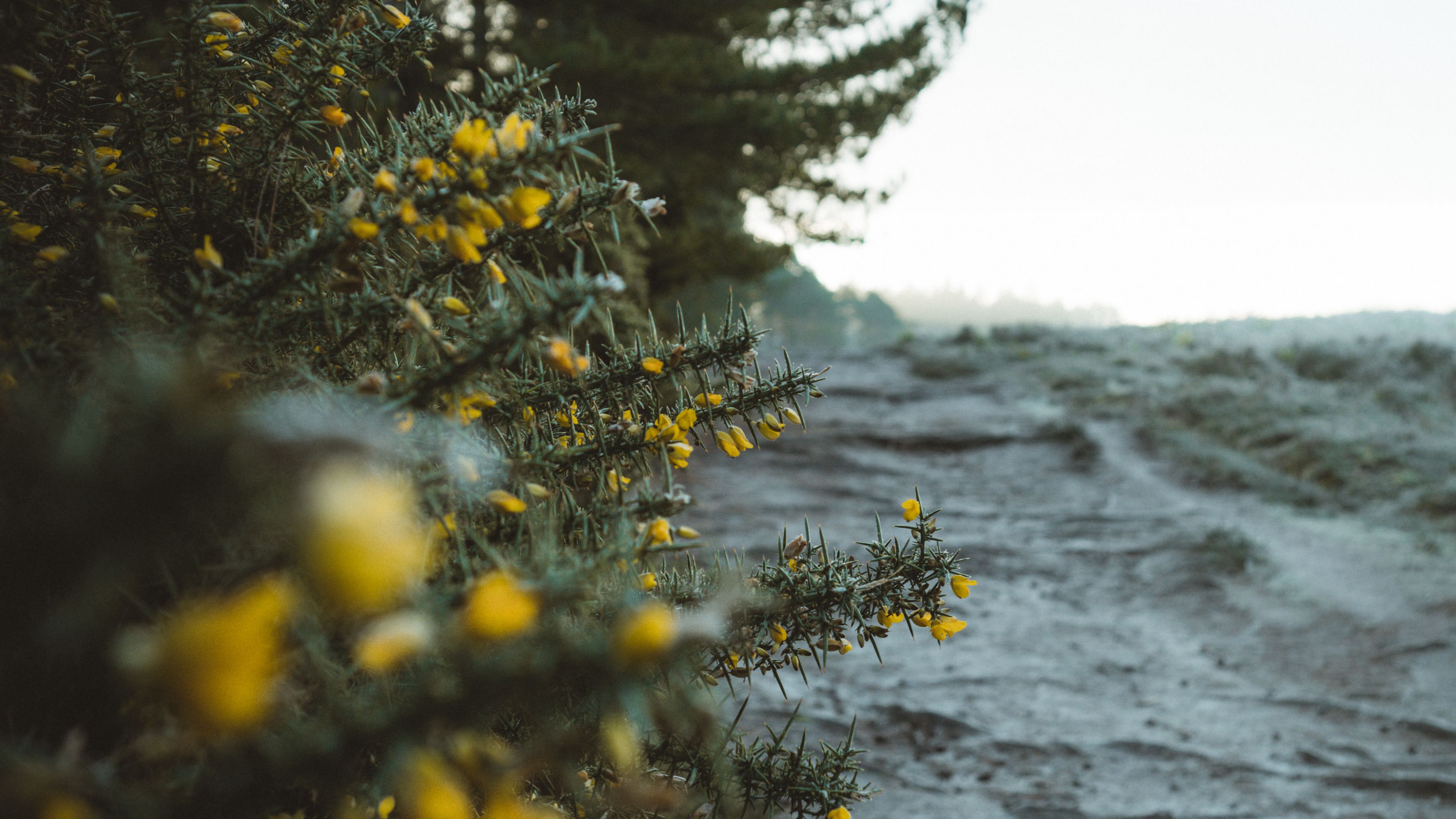 bushes, flowers, yellow, plants, nature, 4k, HD Wallpaper