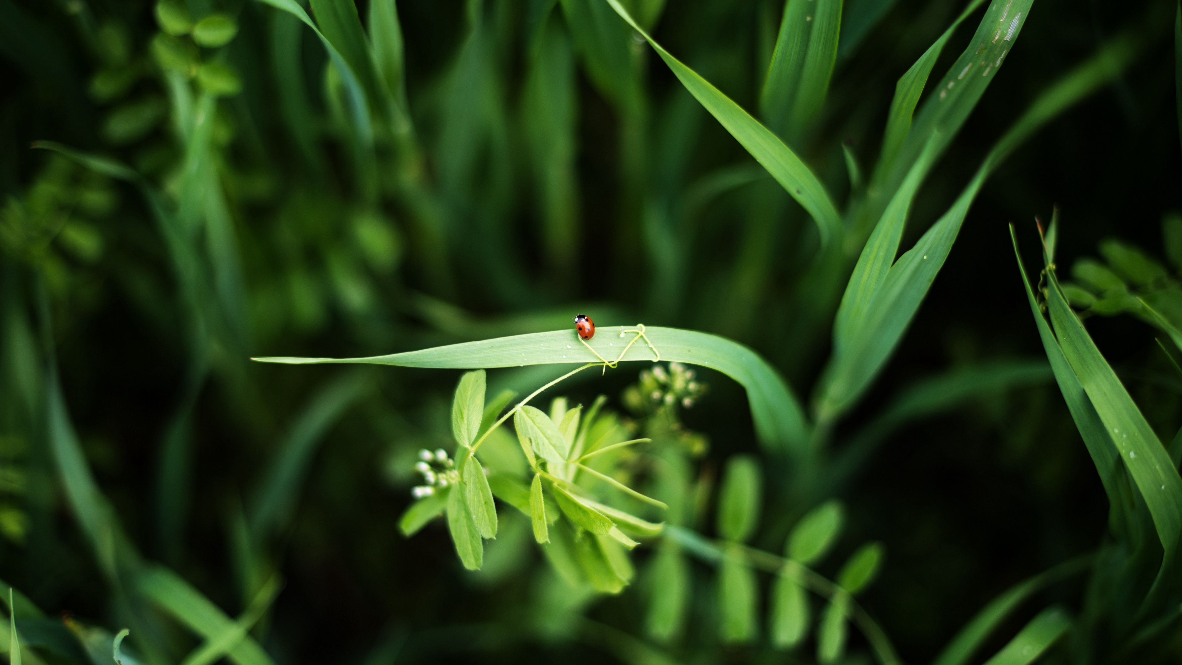 ladybug, grass, plants, macro, 4k, HD Wallpaper