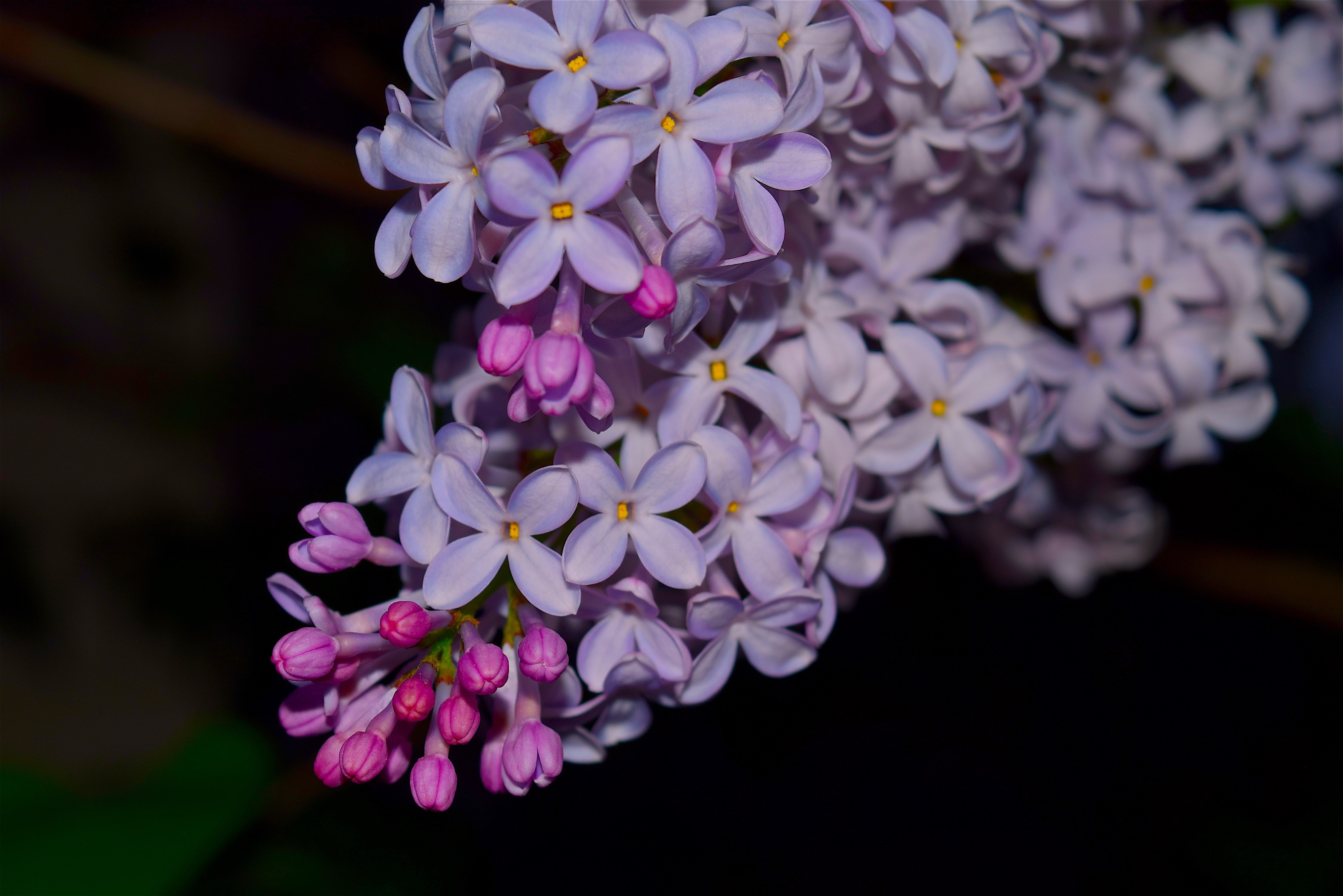 flowers, hd, 4k, HD Wallpaper