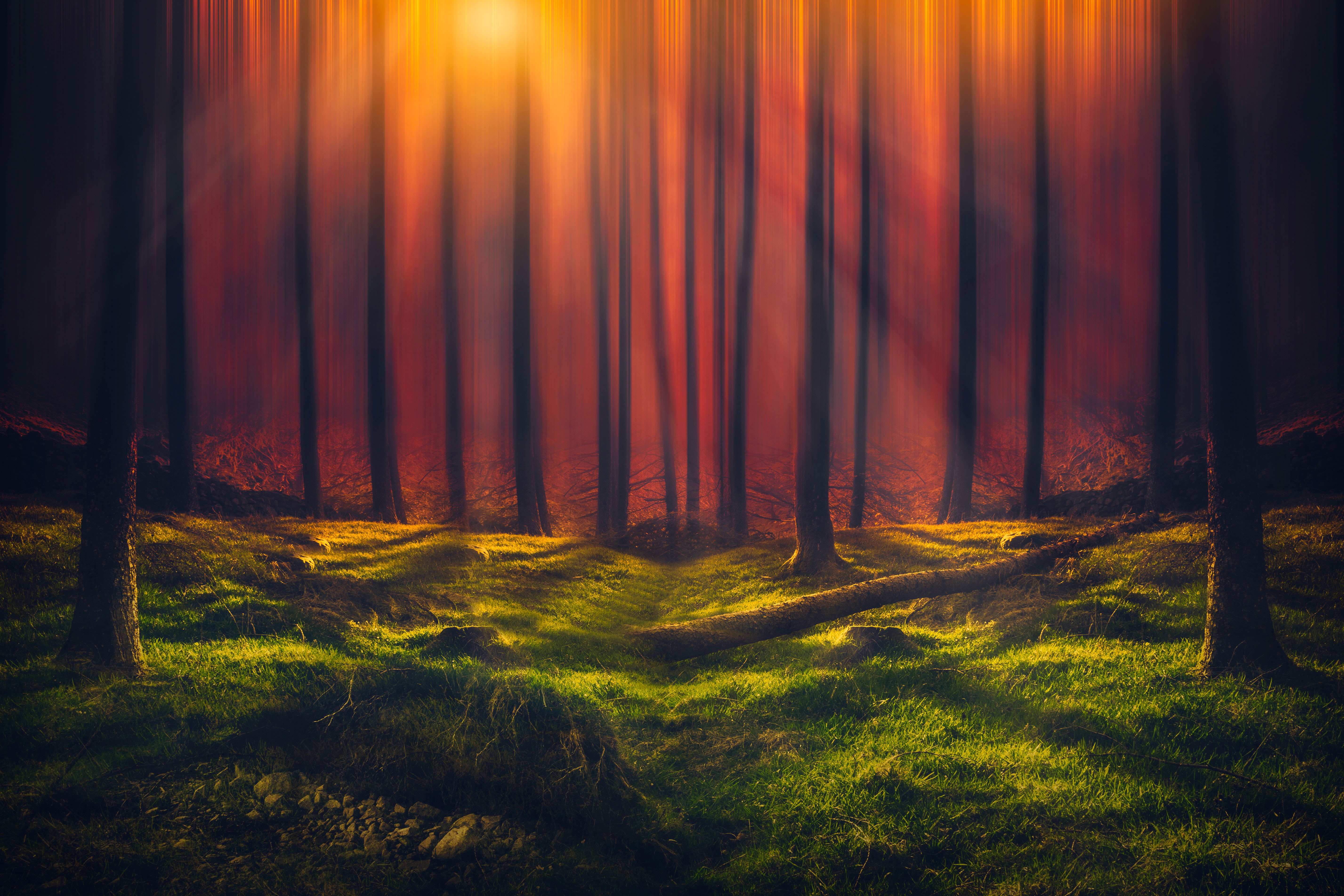 sunbeam, grass, nature, forest, 5k, 4k, hd, HD Wallpaper