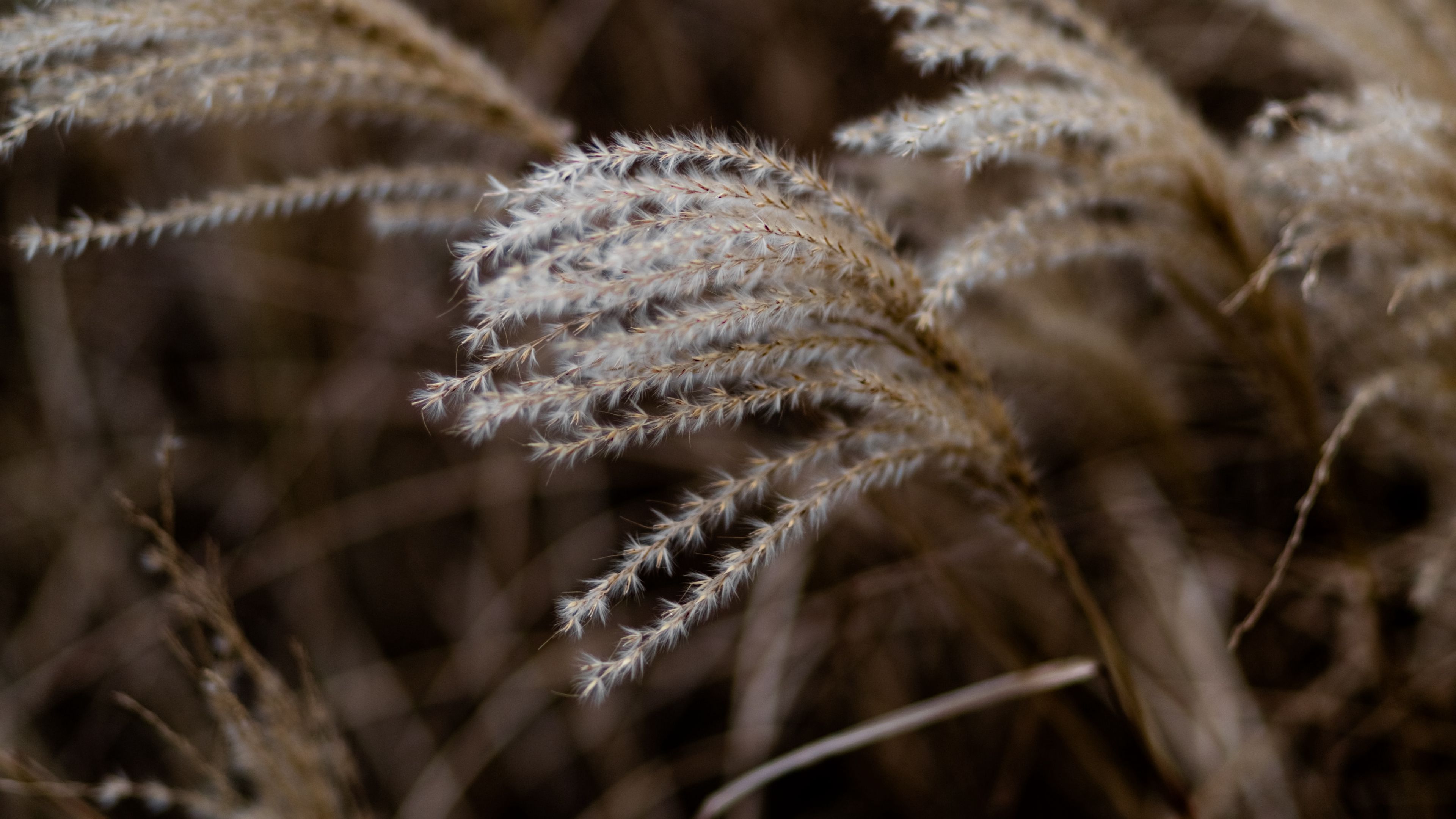 grass, spikelets, macro, plants, 4k, HD Wallpaper