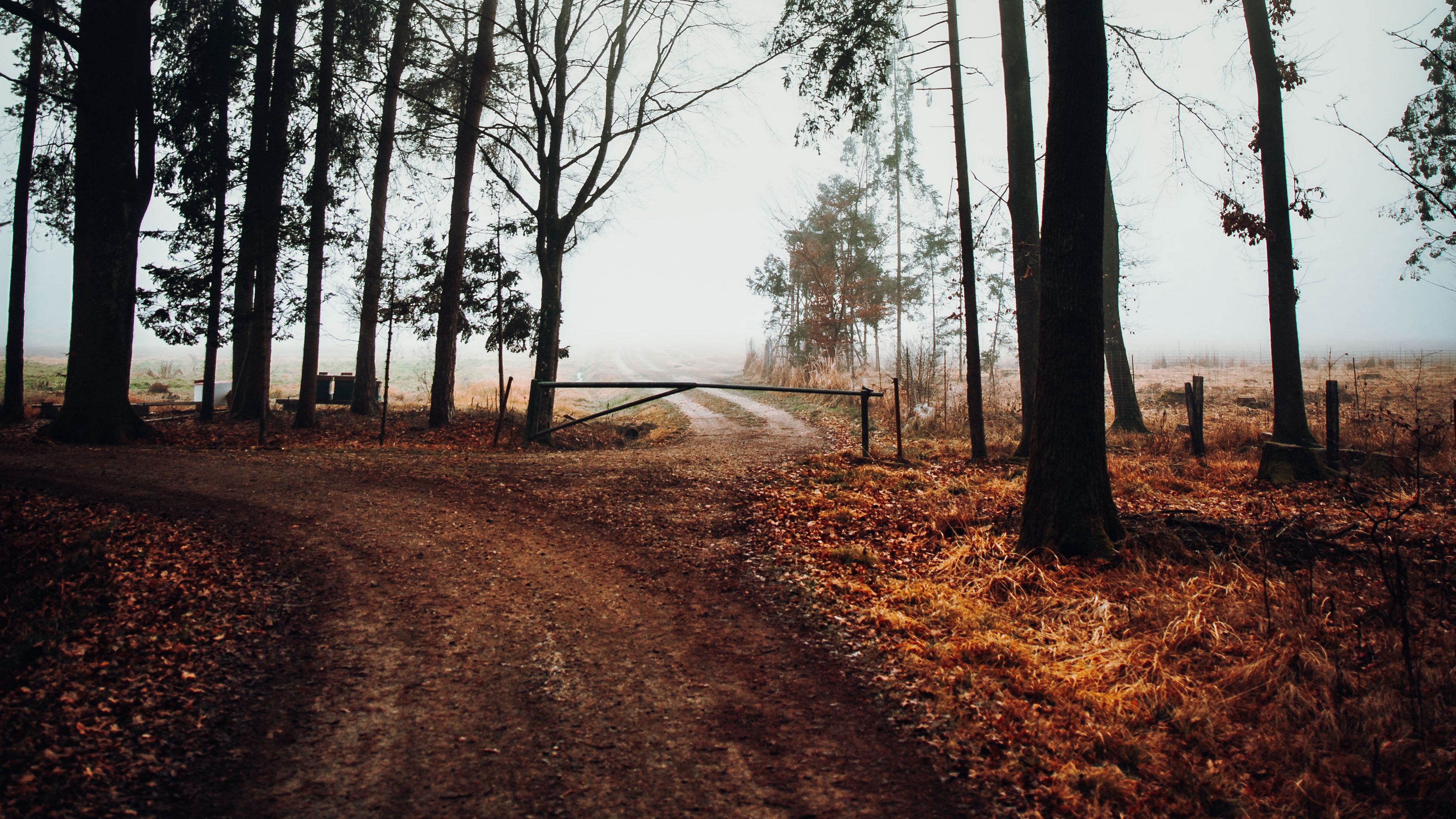road, barrier, trees, fog, nature, 4k, HD Wallpaper