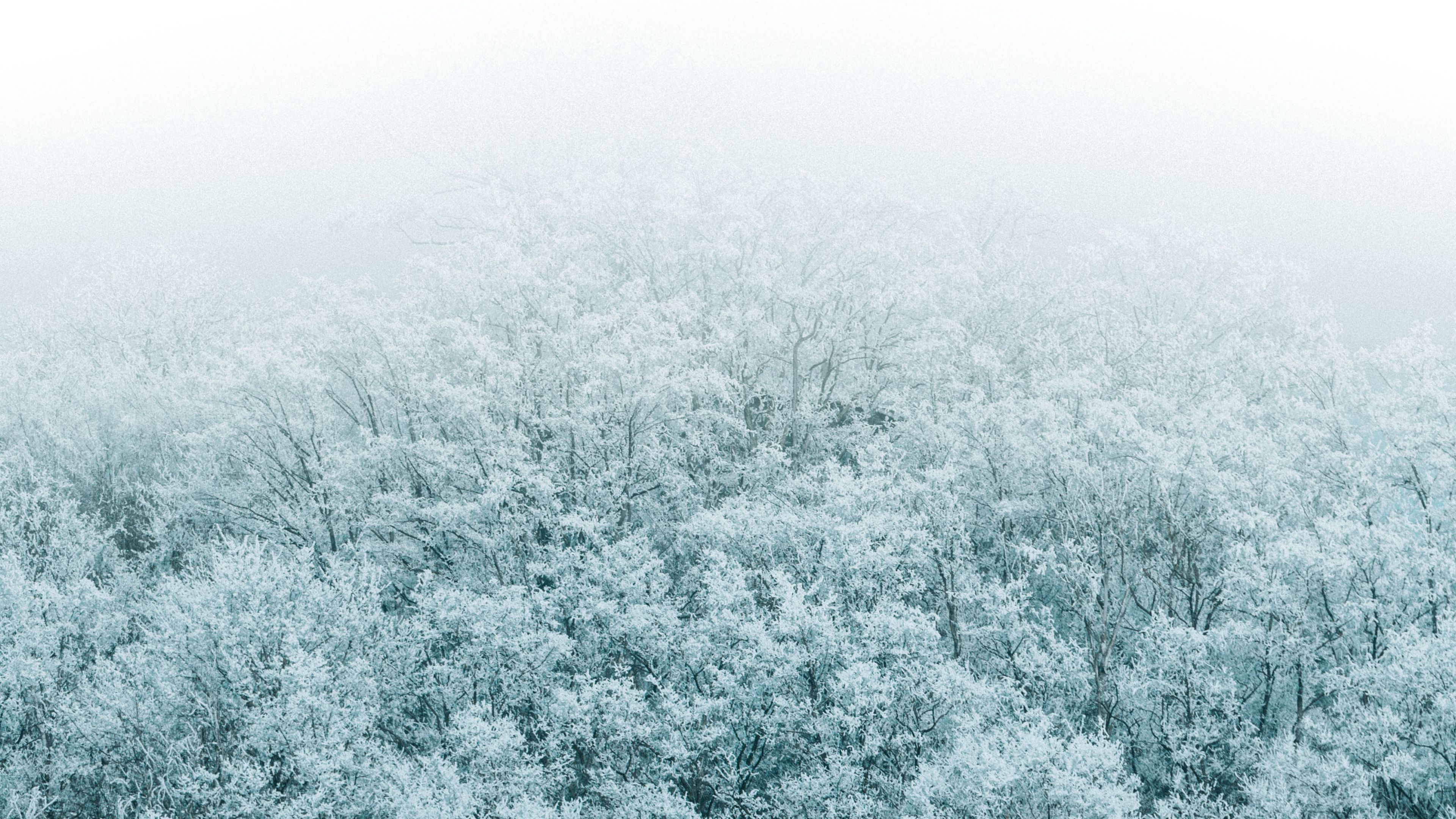 forest, winter, aerial view, trees, snow, 4k, HD Wallpaper