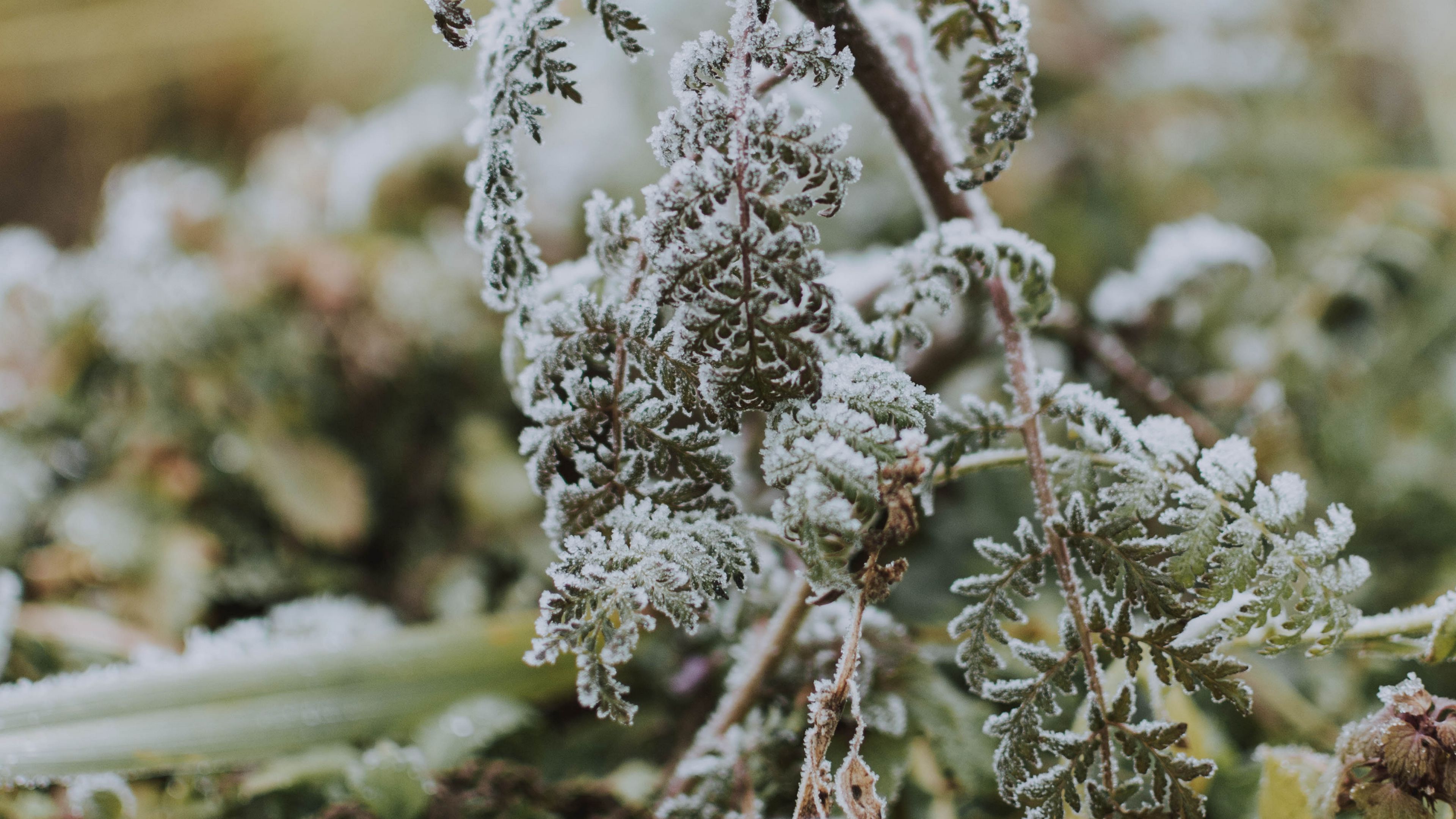 fern, frost, macro, plant, 4k, HD Wallpaper
