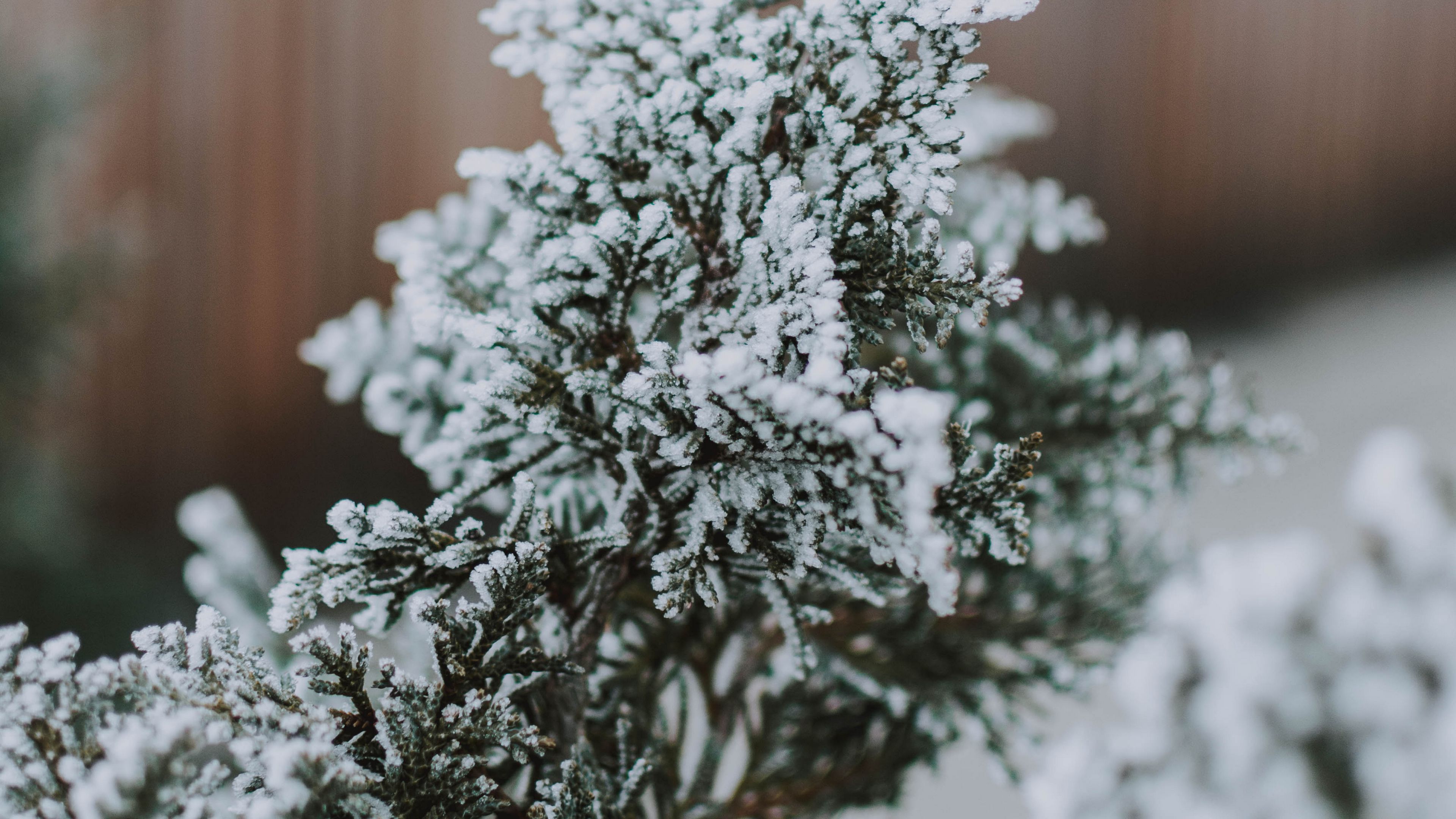branch, snow, macro, needles, 4k, HD Wallpaper