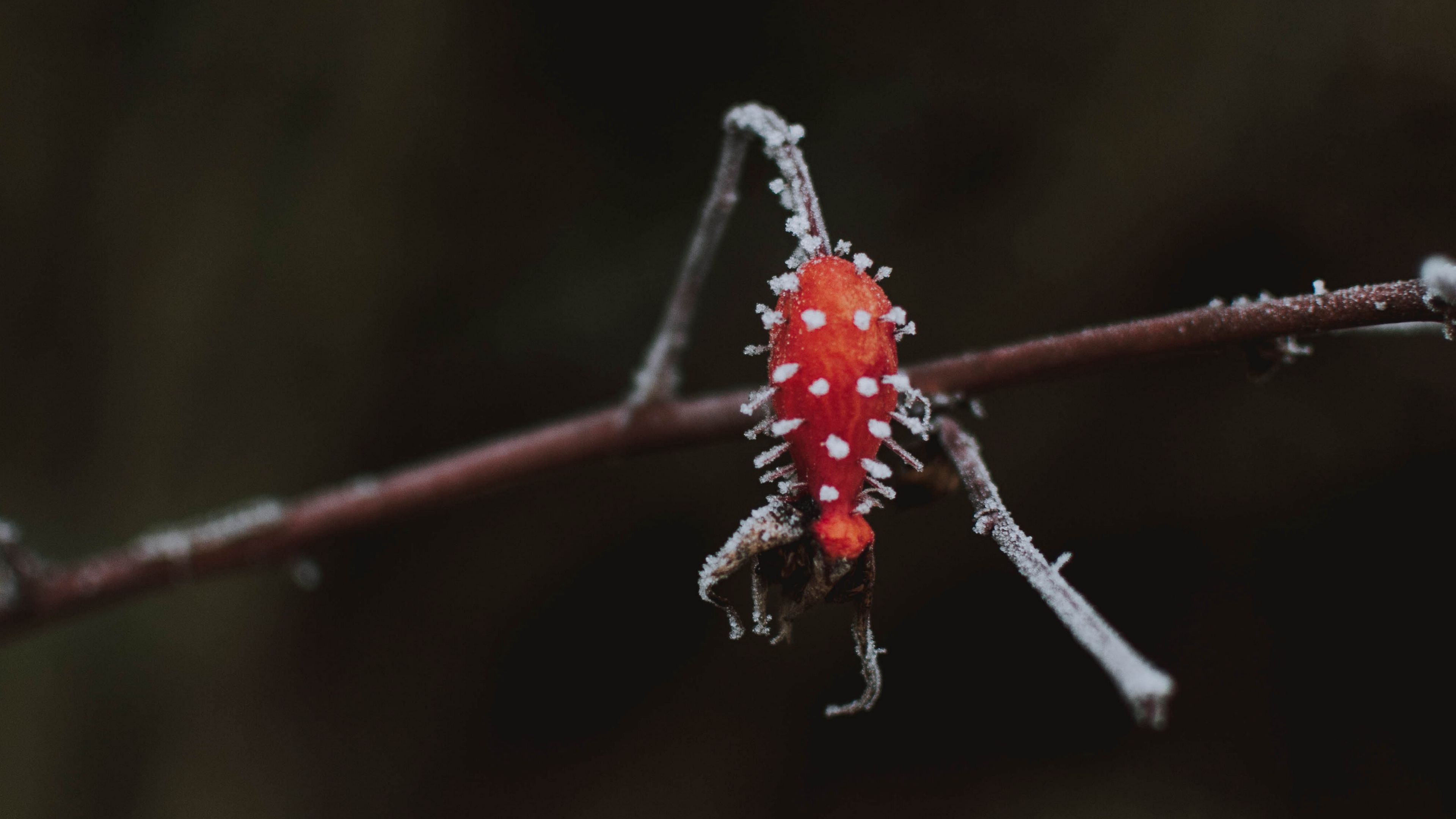 berry, branch, ice, macro, 4k, HD Wallpaper