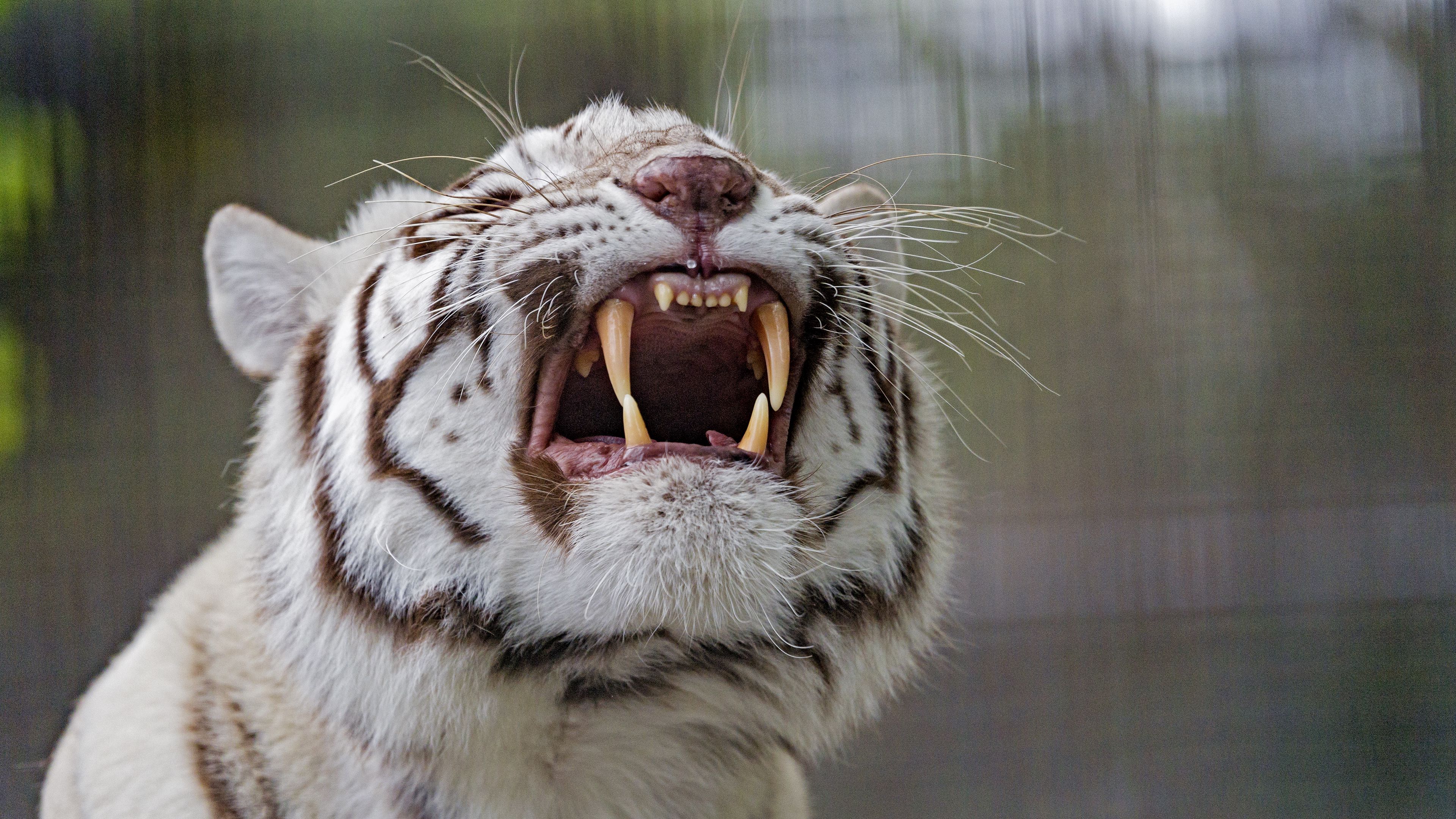 tiger, grin, predator, white, albino, 4k, HD Wallpaper