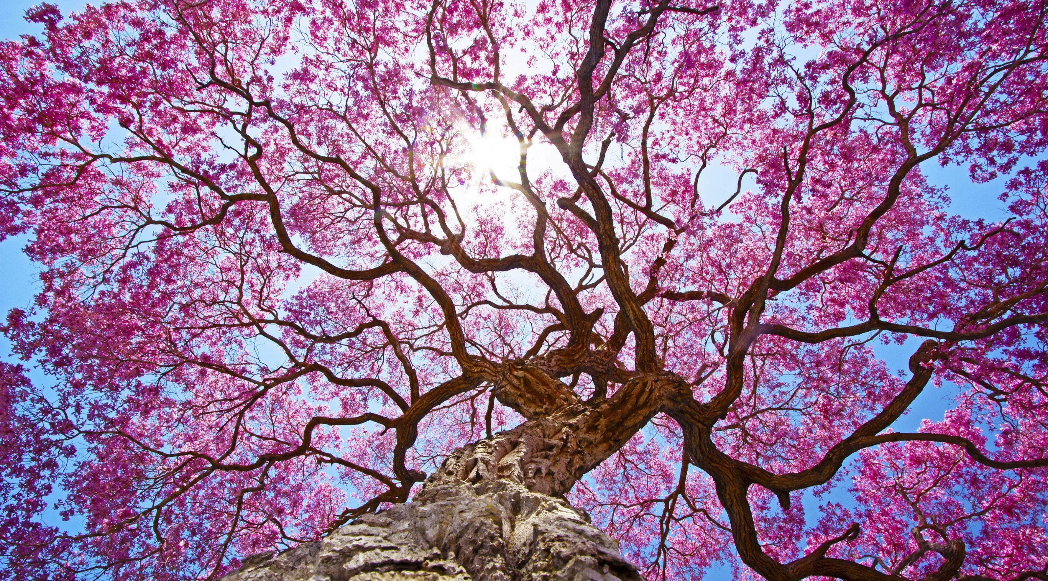 pink, tree, 4k, nature, hd, HD Wallpaper