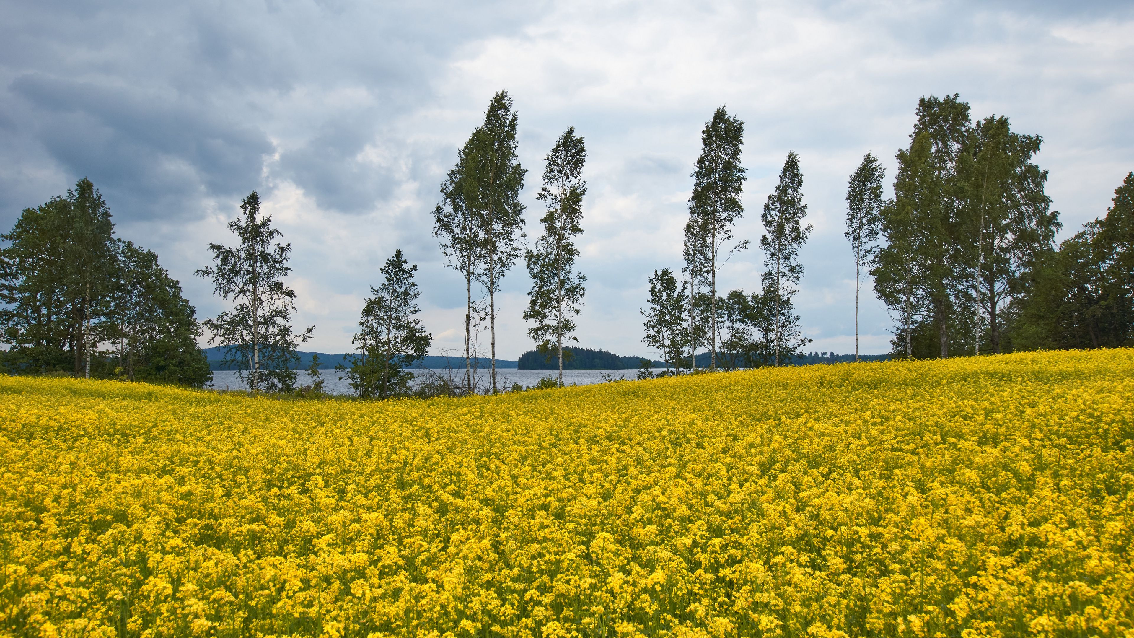 field, flowers, trees, nature, landscape, 4k, HD Wallpaper