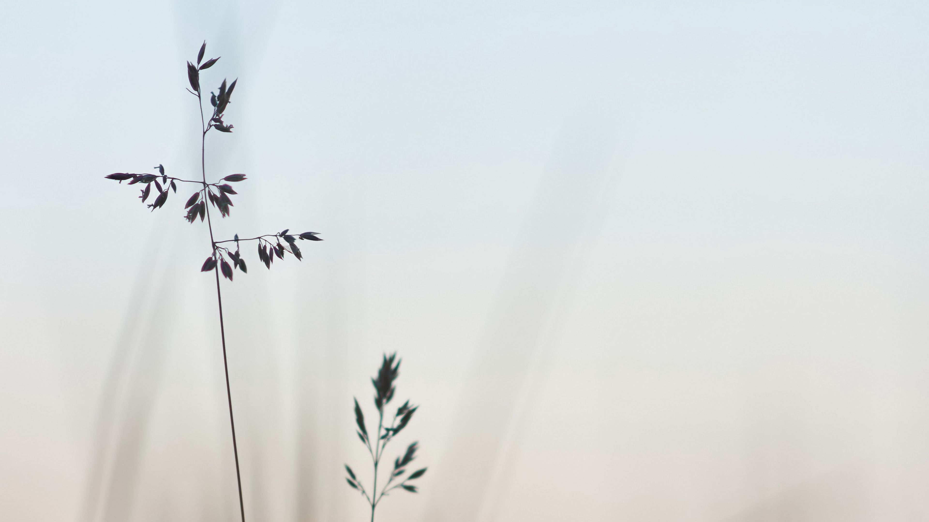 grass, macro, closeup, plants, 4k, HD Wallpaper