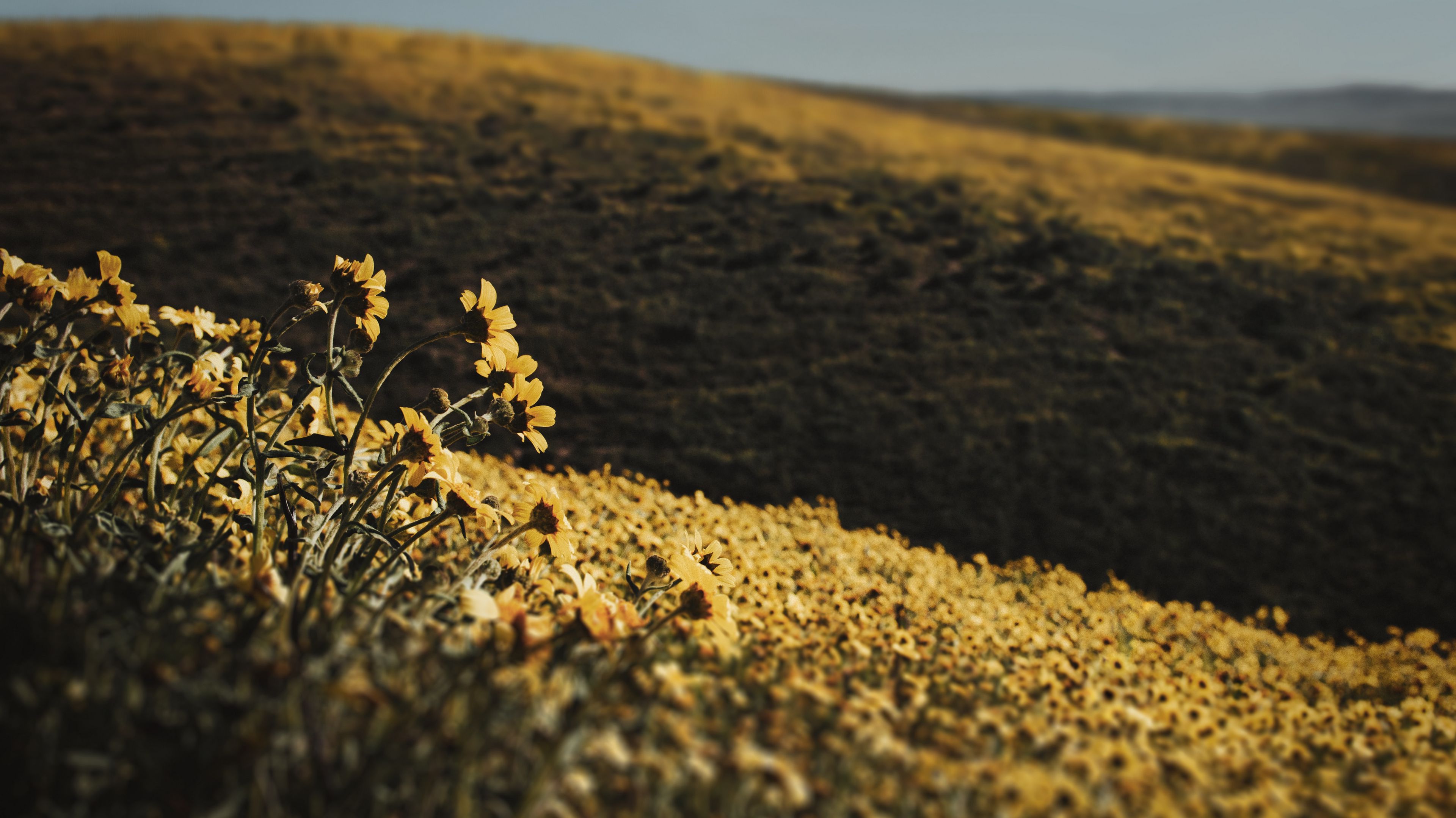 hills, flowers, yellow, field, 4k, HD Wallpaper