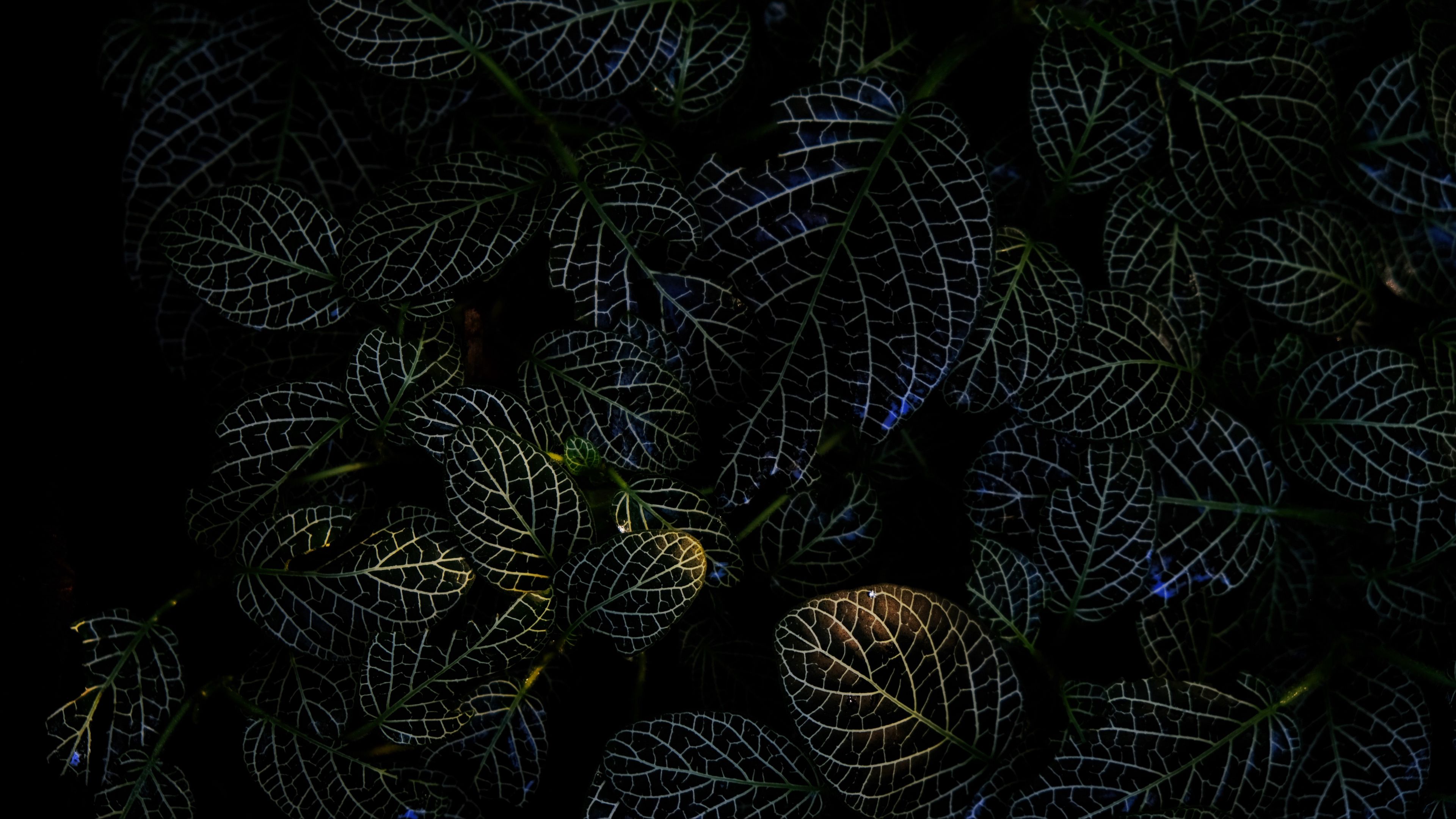 leaves, veins, macro, plant, dark, 4k, HD Wallpaper