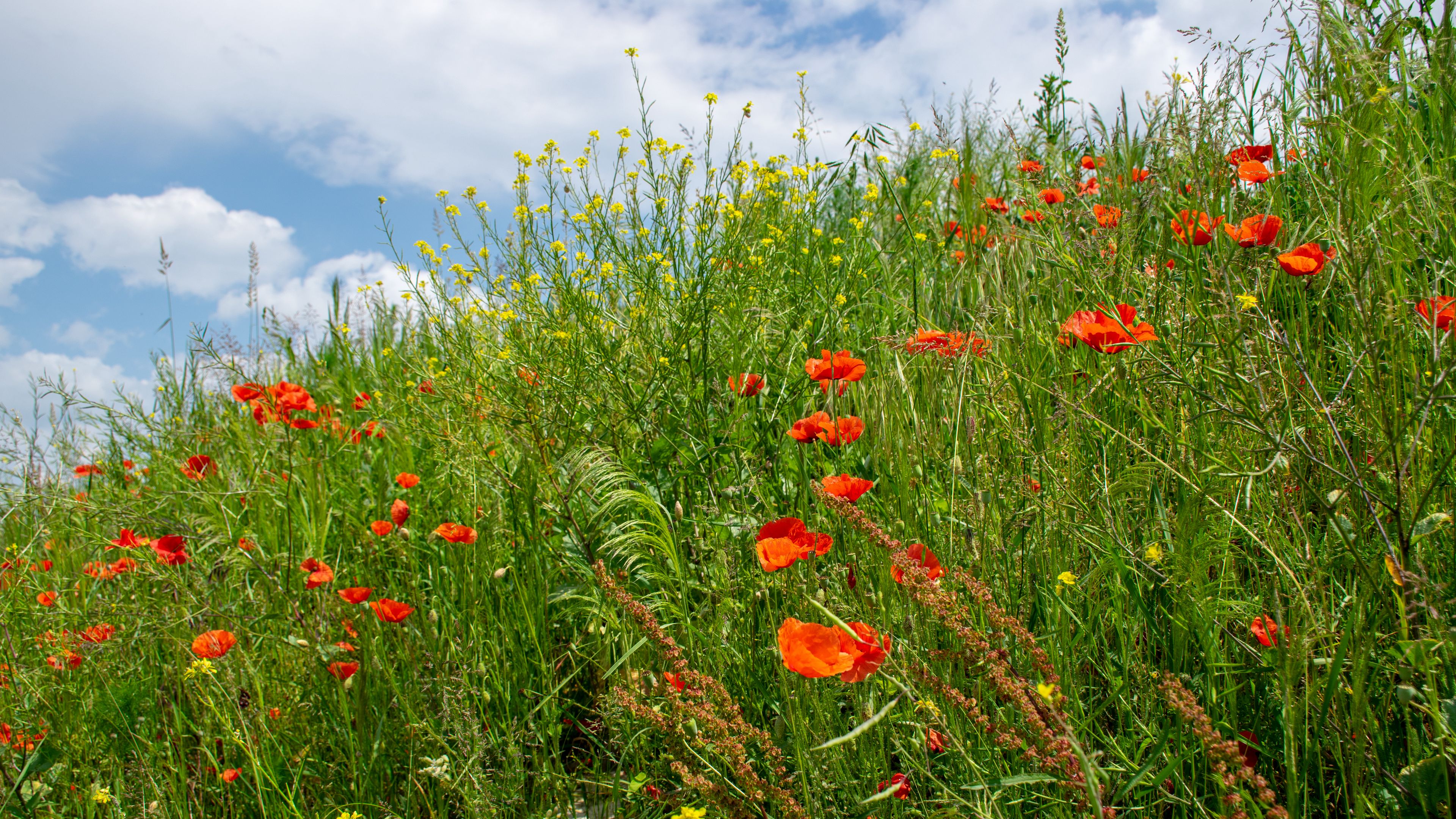 flowers, wildflowers, grass, meadow, 4k, HD Wallpaper