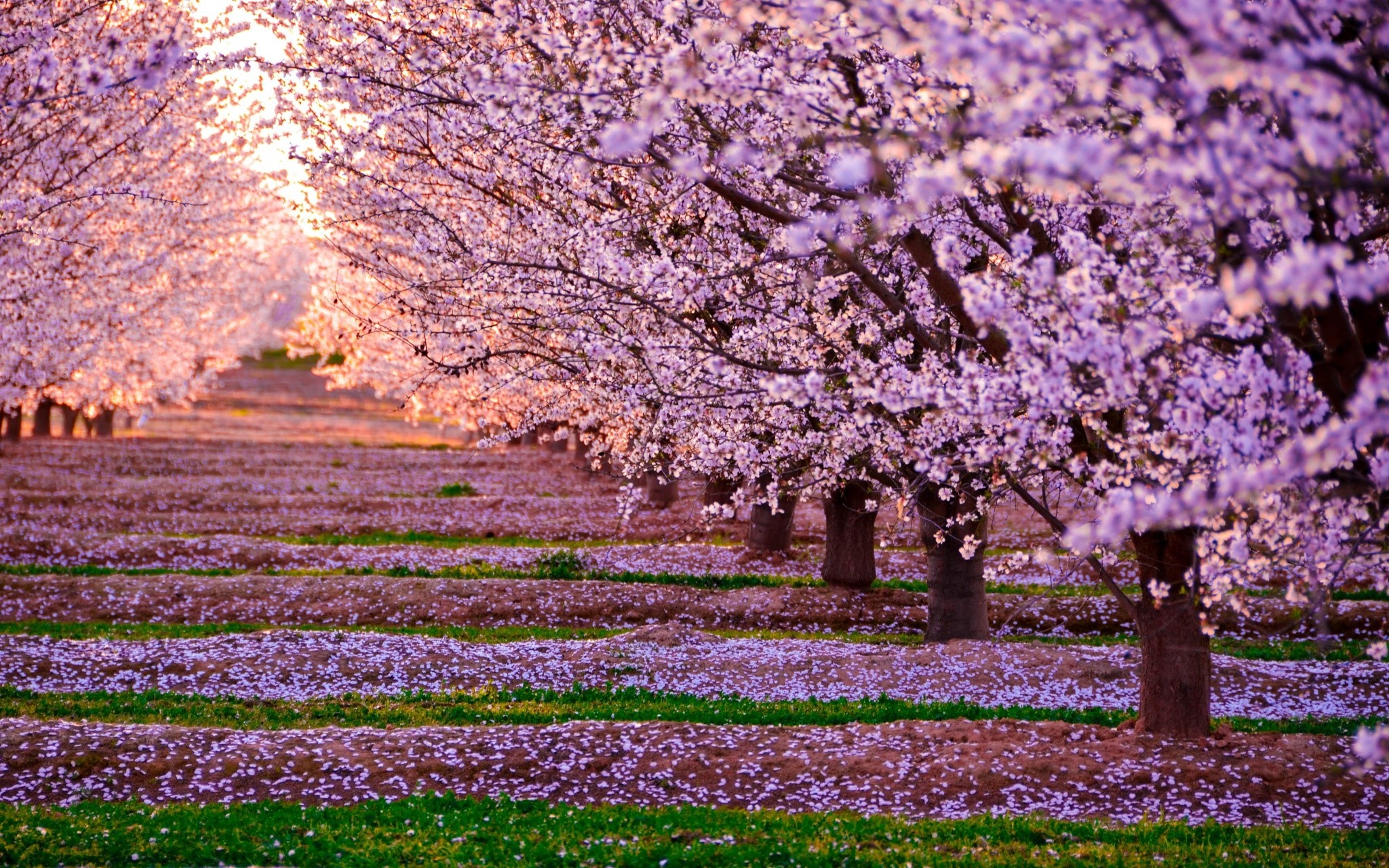 nature, flowers, trees, hd, HD Wallpaper