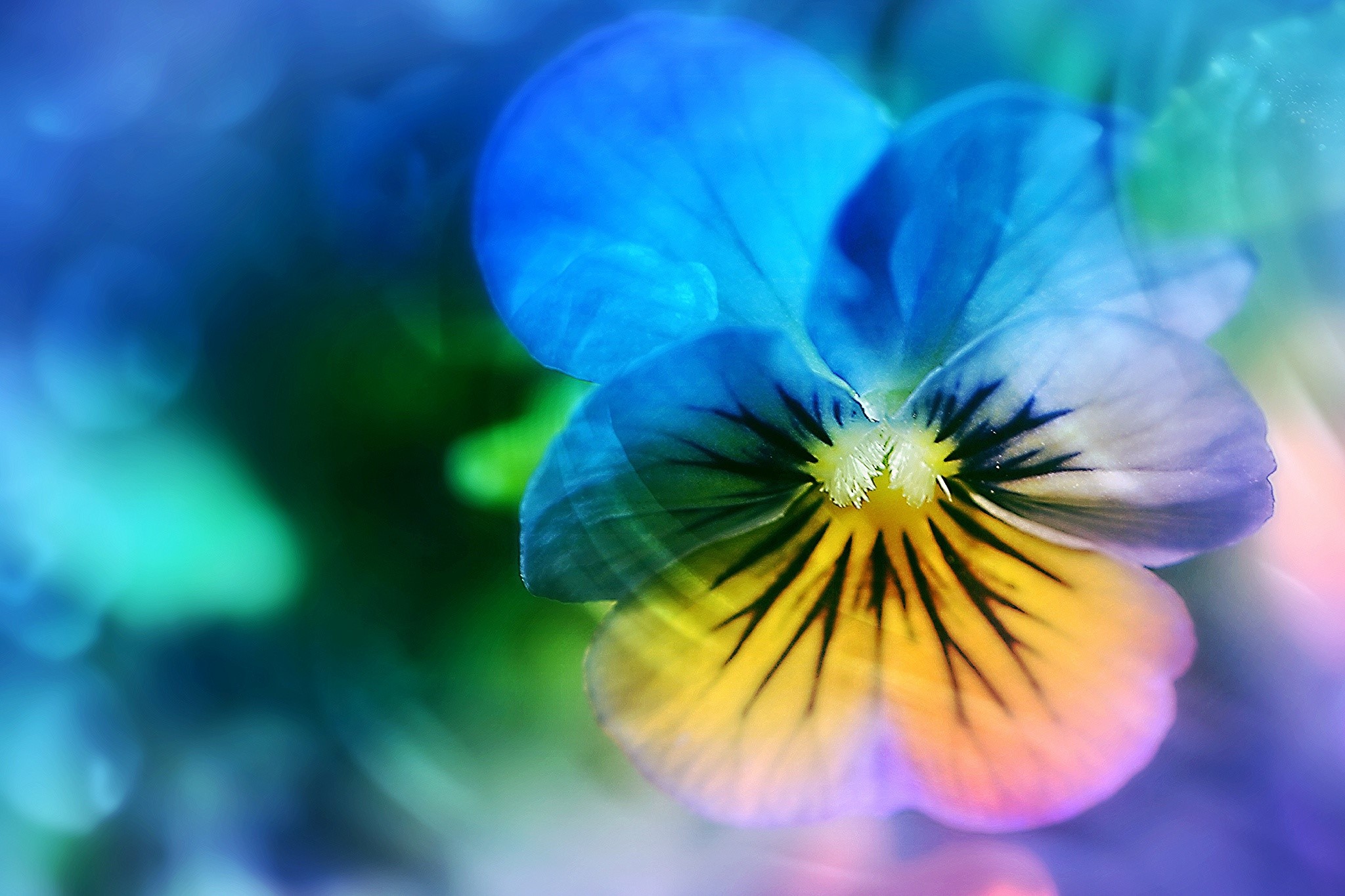 flowers, hd, HD Wallpaper
