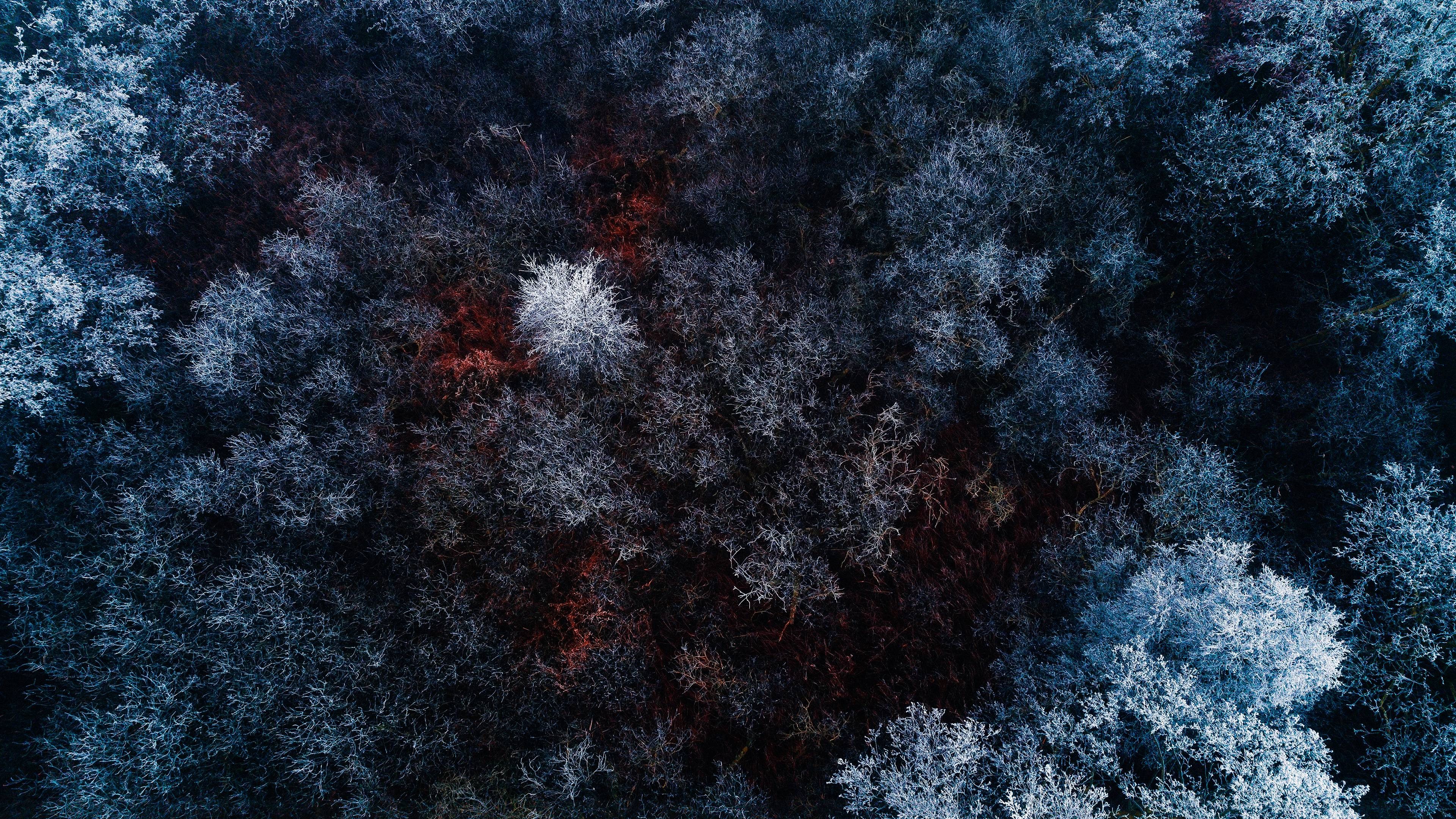 forest, ice, red, winter, ice, 4k, photography, HD Wallpaper