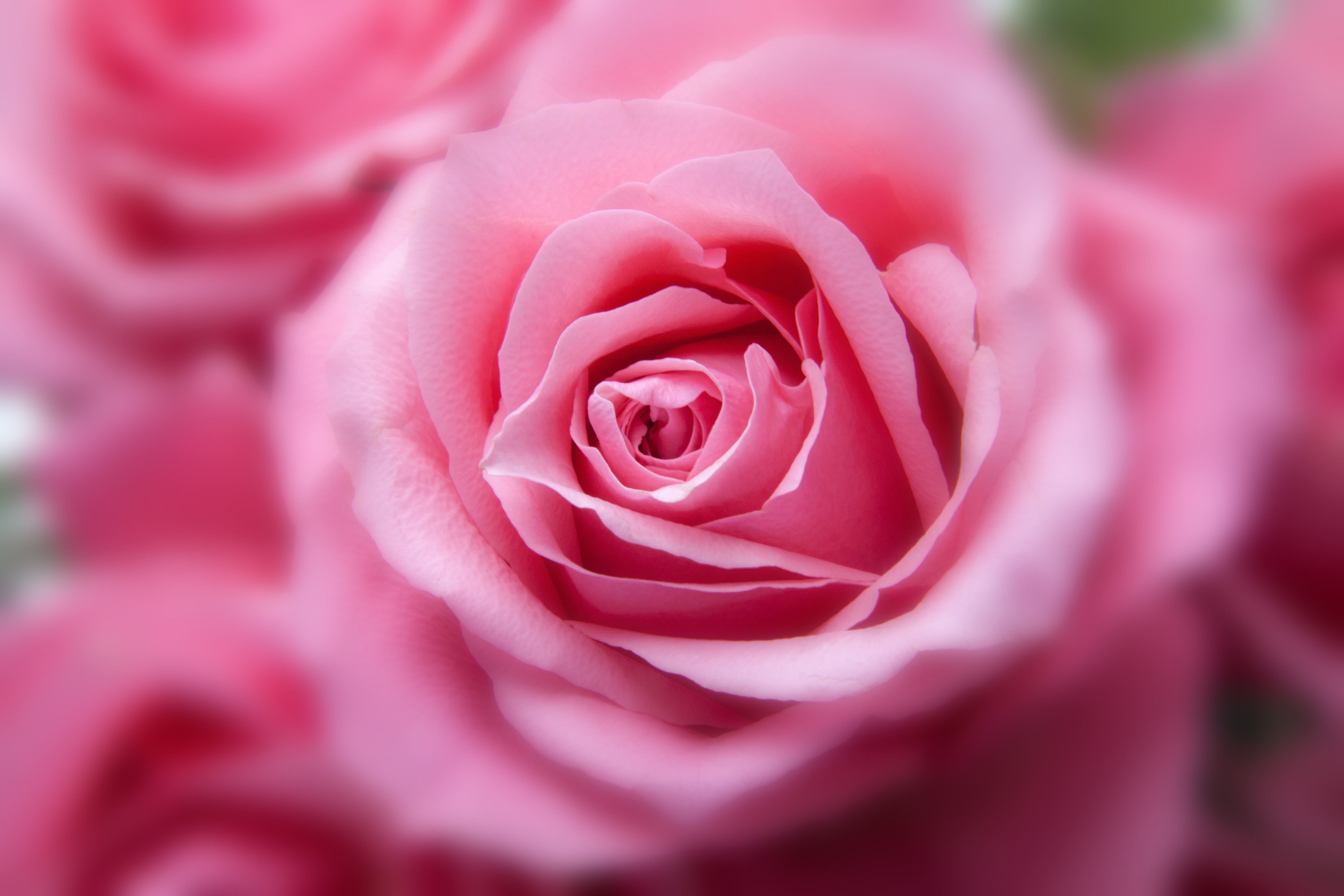 flowers, roses, pink, hd, HD Wallpaper