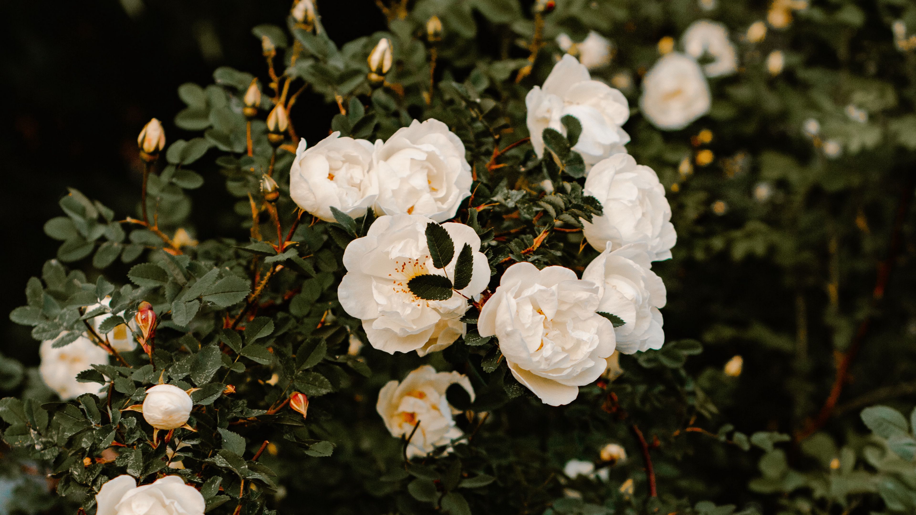 bush, flowers, roses, white, plant, 4k, HD Wallpaper
