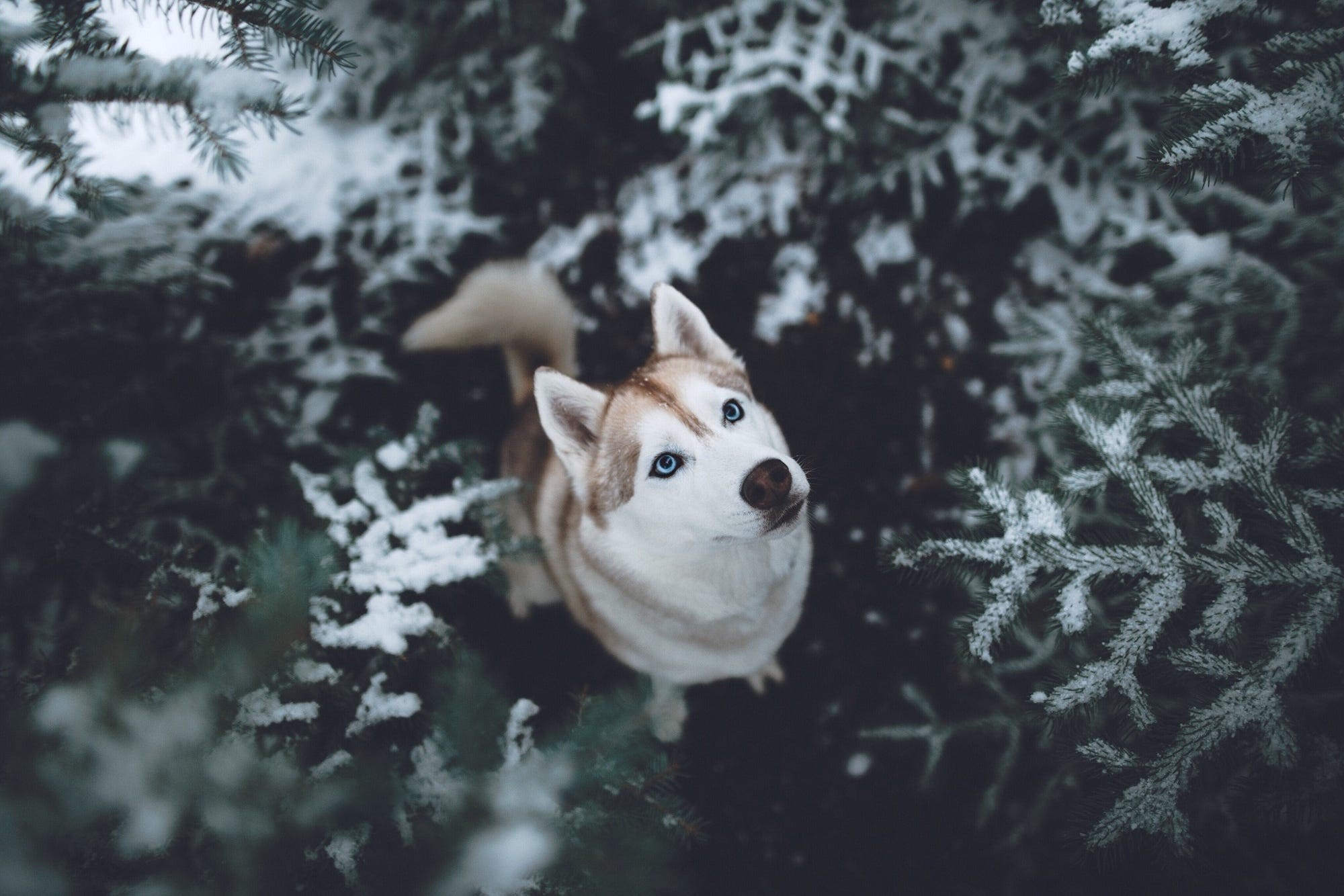 siberian husky, animals, dog, HD Wallpaper