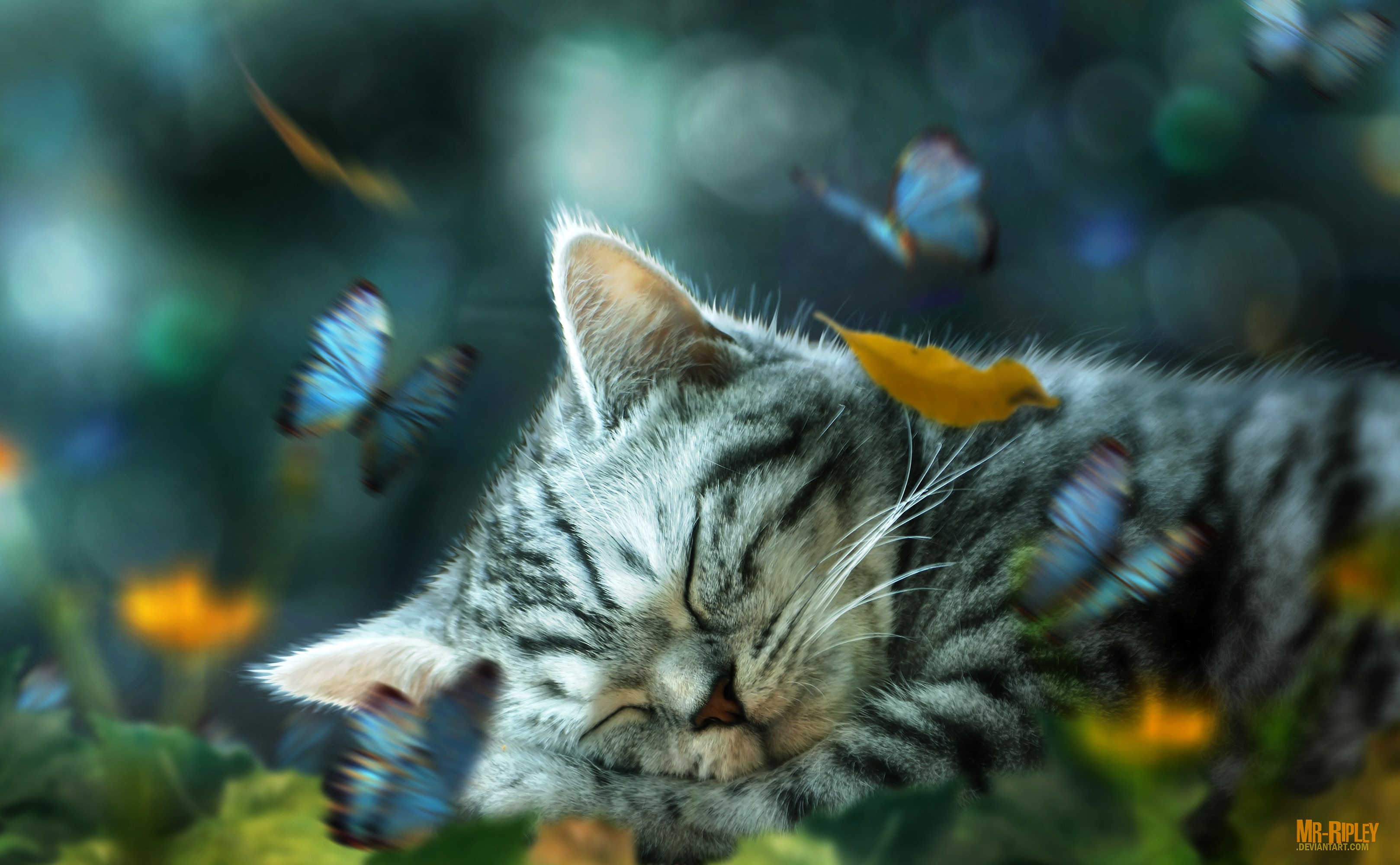 cat, animals, hd, HD Wallpaper
