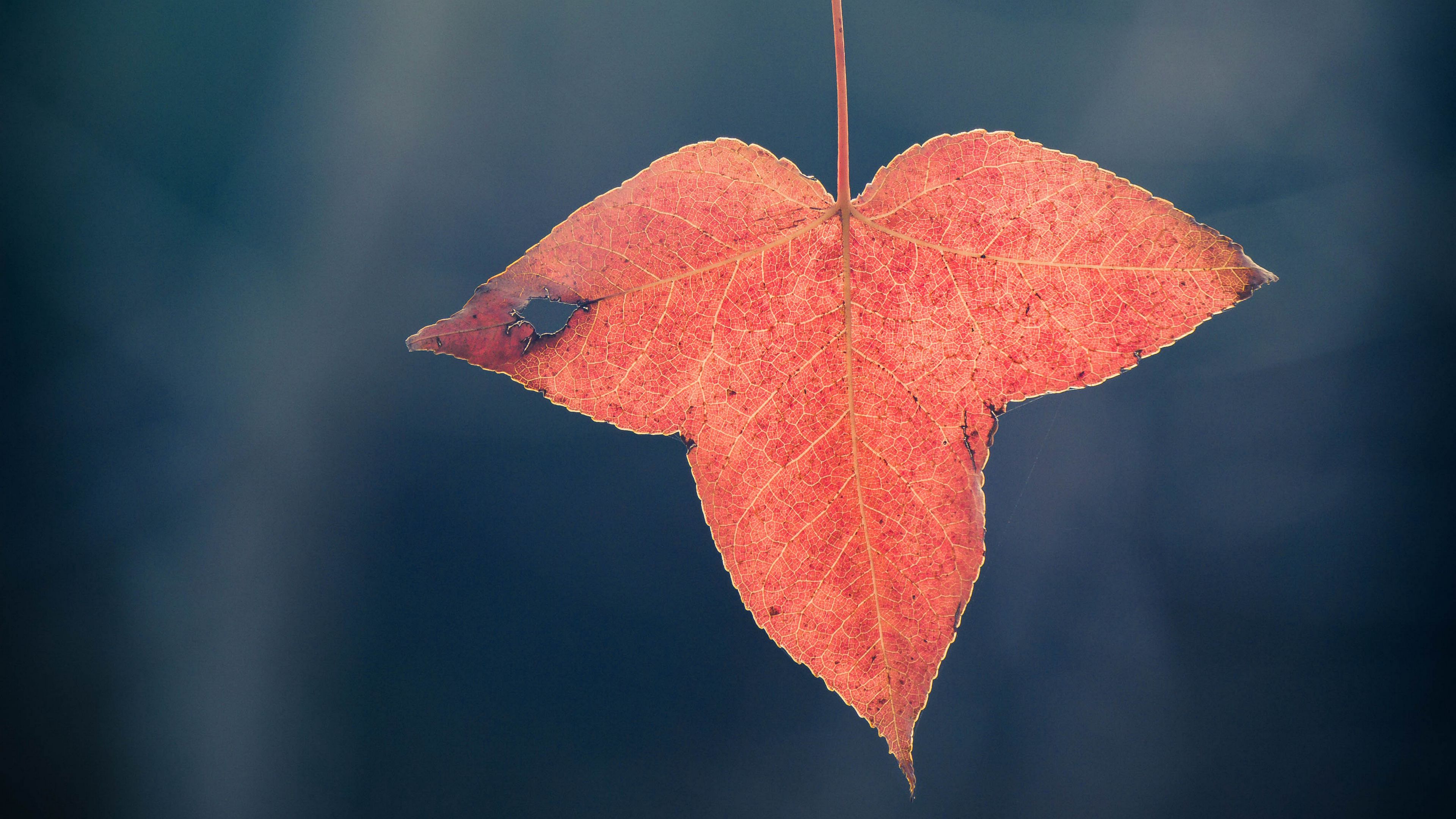leaf, red, macro, branch, plant, 4k, HD Wallpaper