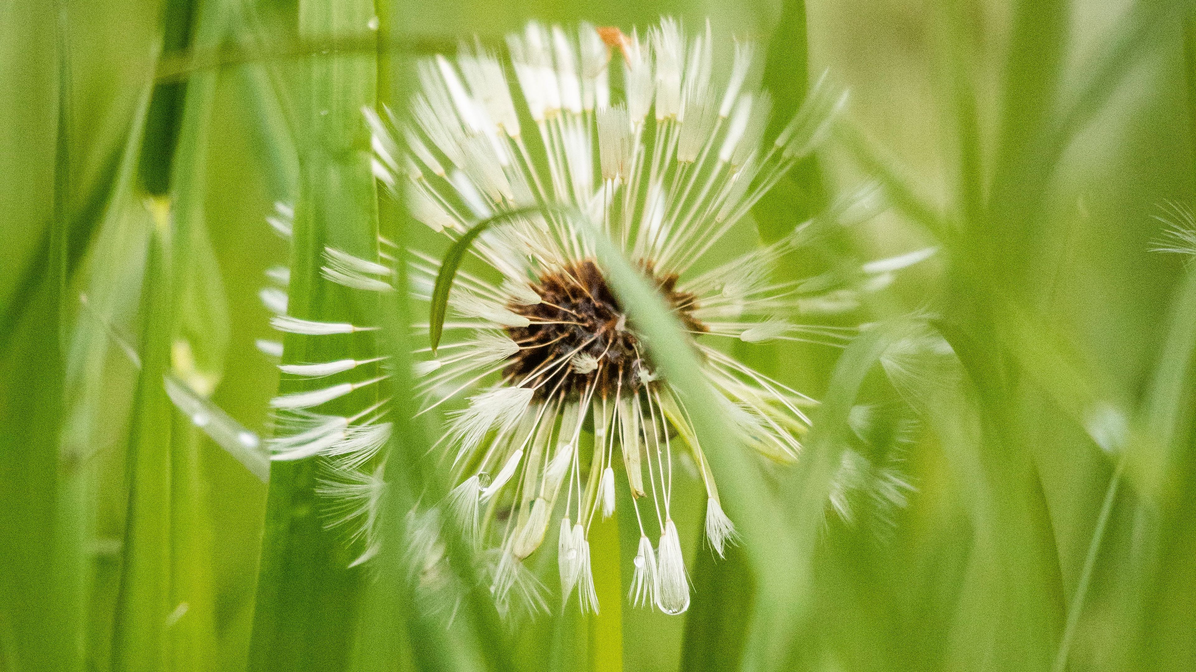 dandelion, plant, fluff, grass, 4k, HD Wallpaper