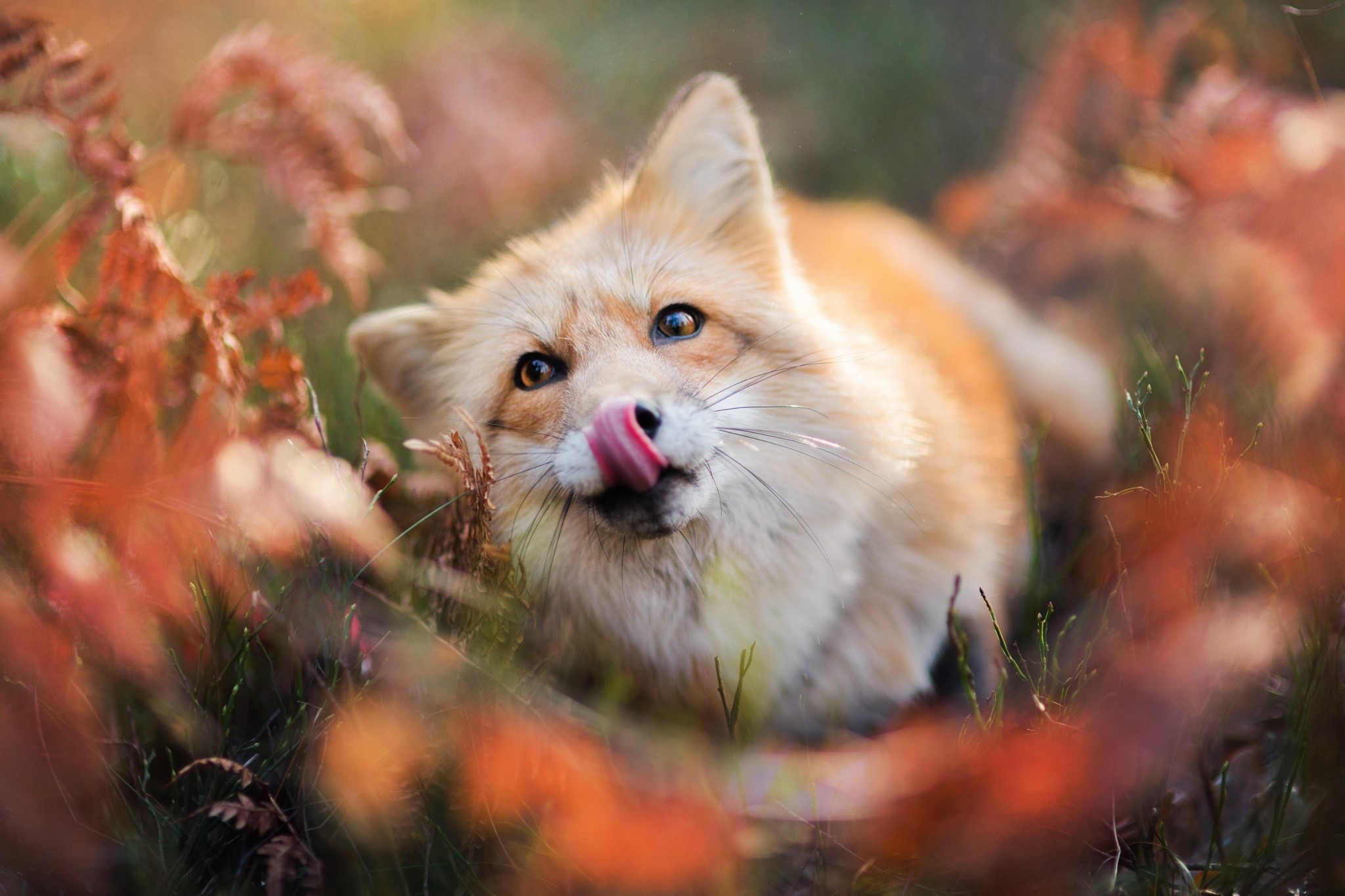 fox, animals, hd, HD Wallpaper