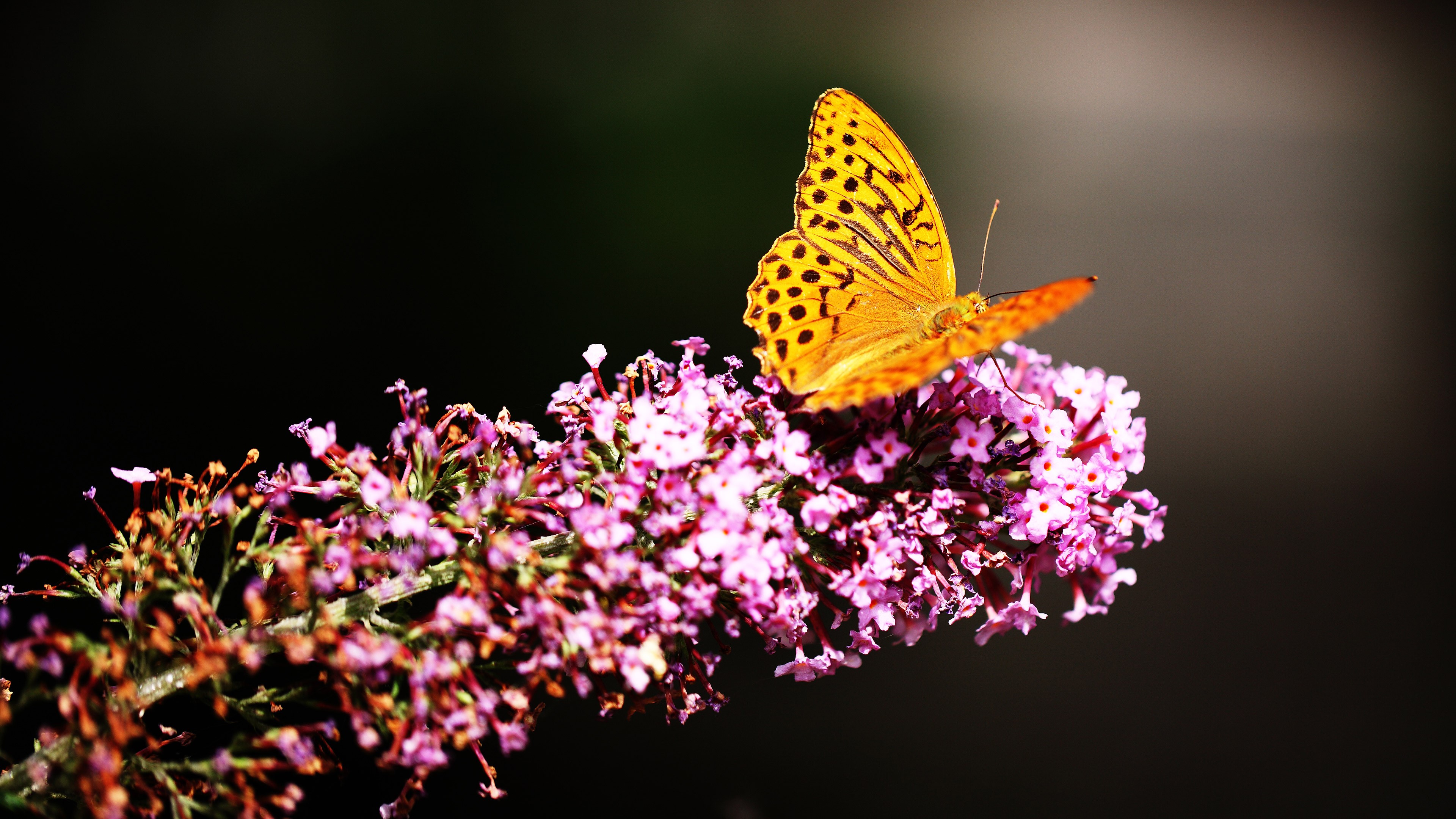 butterfly, animals, 4k, HD Wallpaper