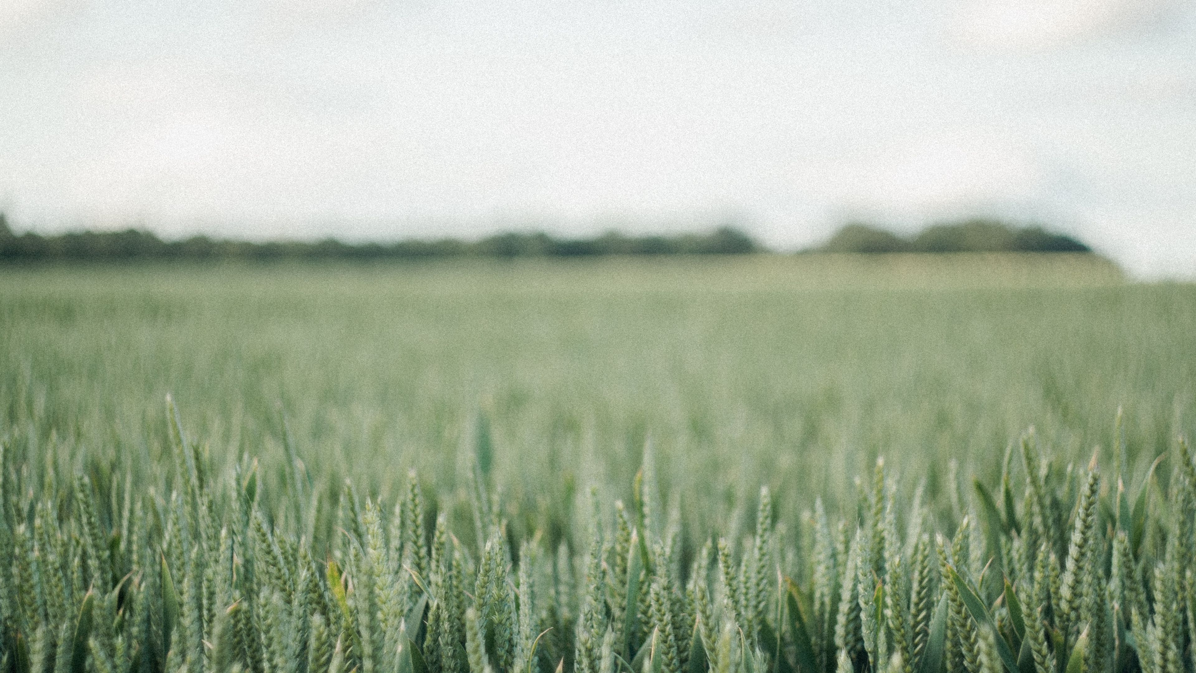 field, green, wheat, nature, landscape, 4k, HD Wallpaper