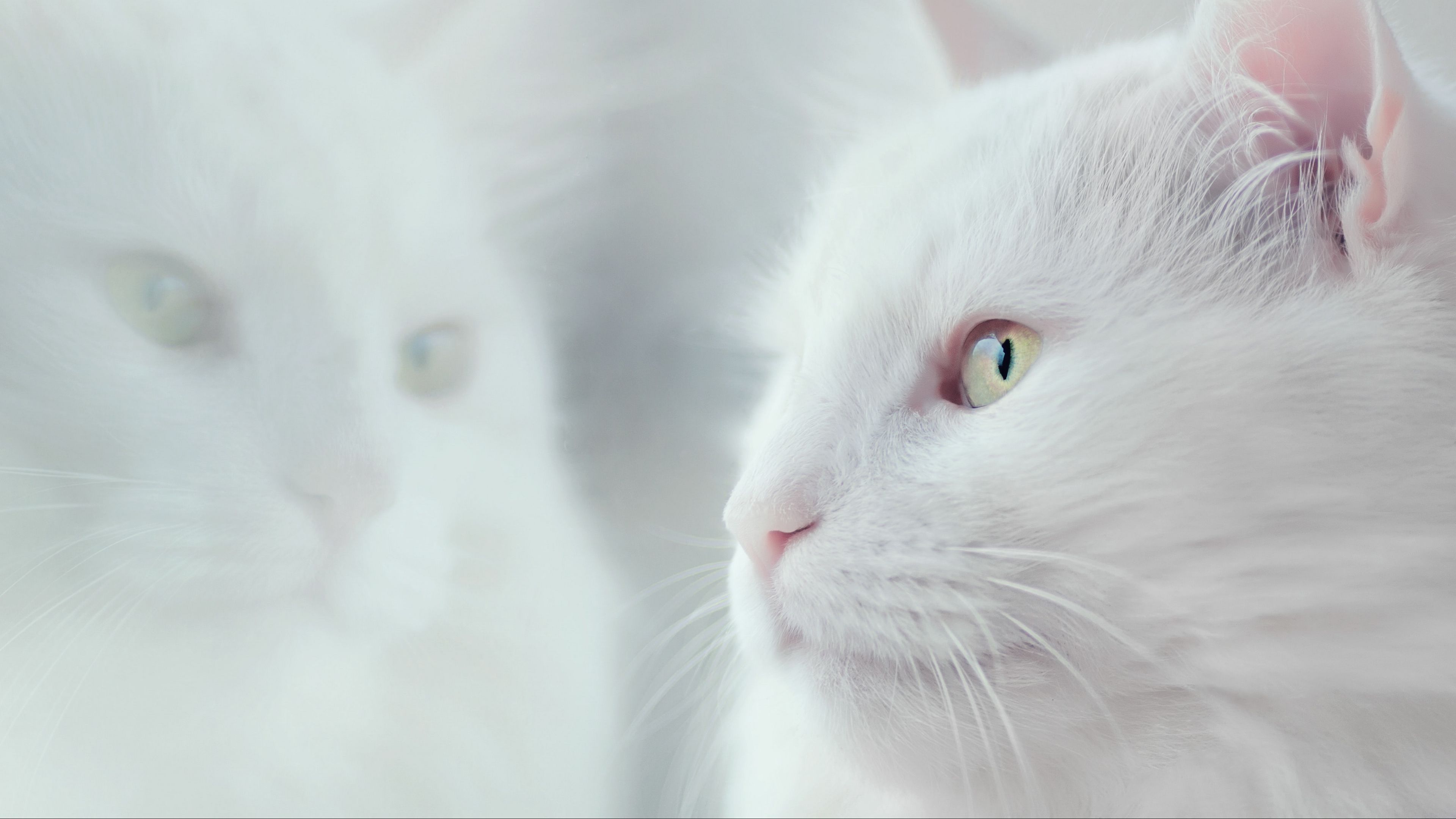 cat, white, fluffy, pet, 4k, HD Wallpaper