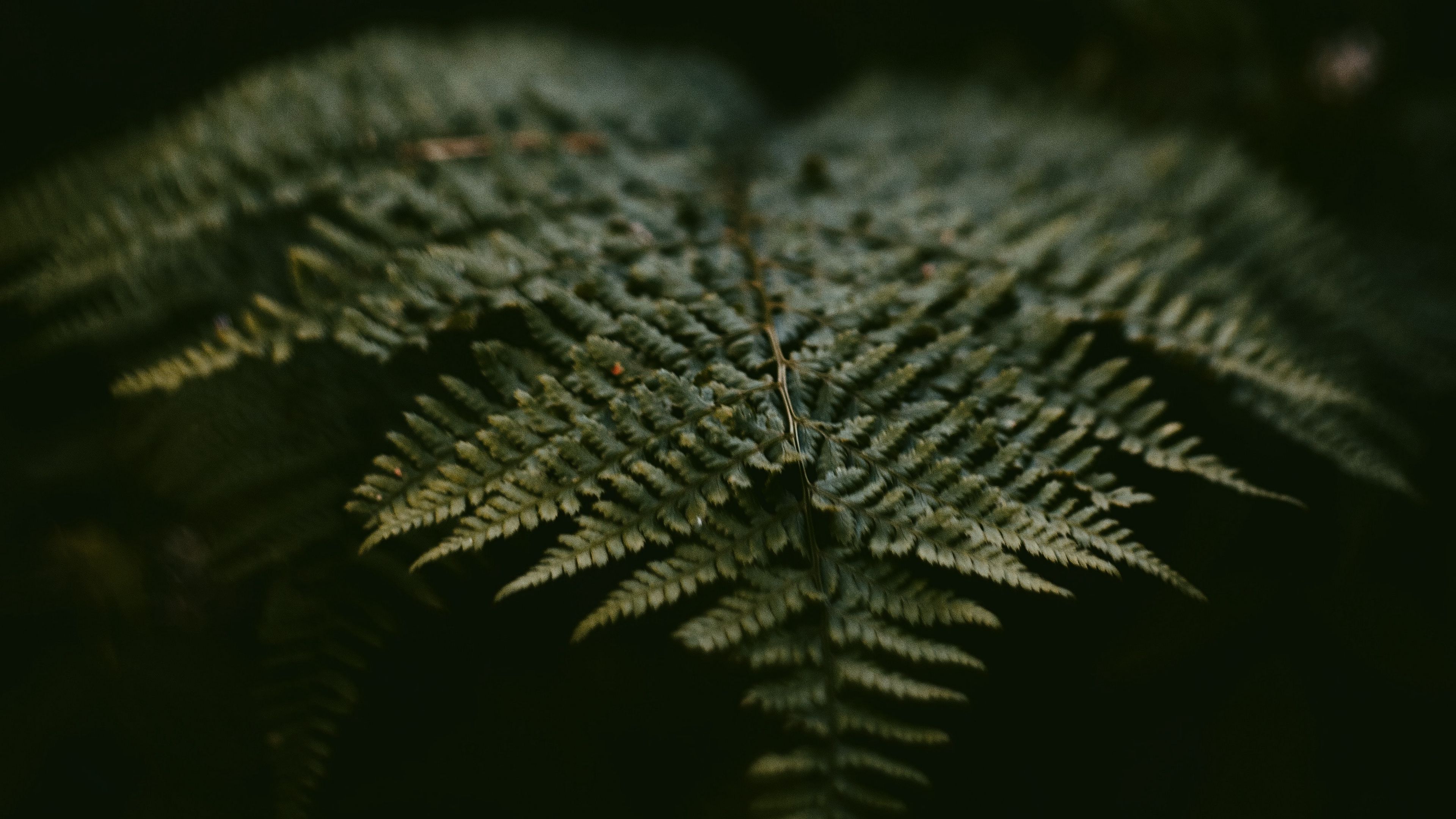 fern, leaf, plant, green, macro, 4k, HD Wallpaper