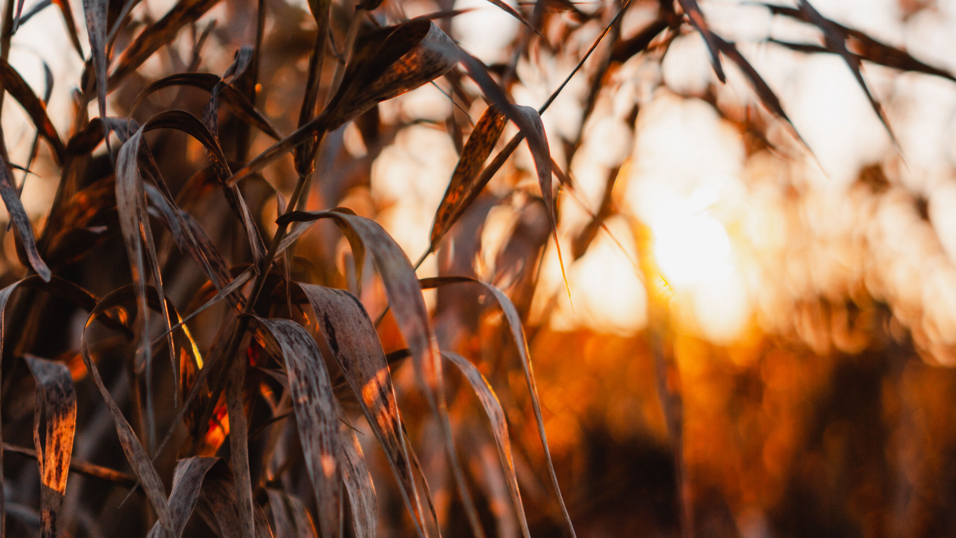 reed, leaves, plants, sunset, nature, 4k, HD Wallpaper