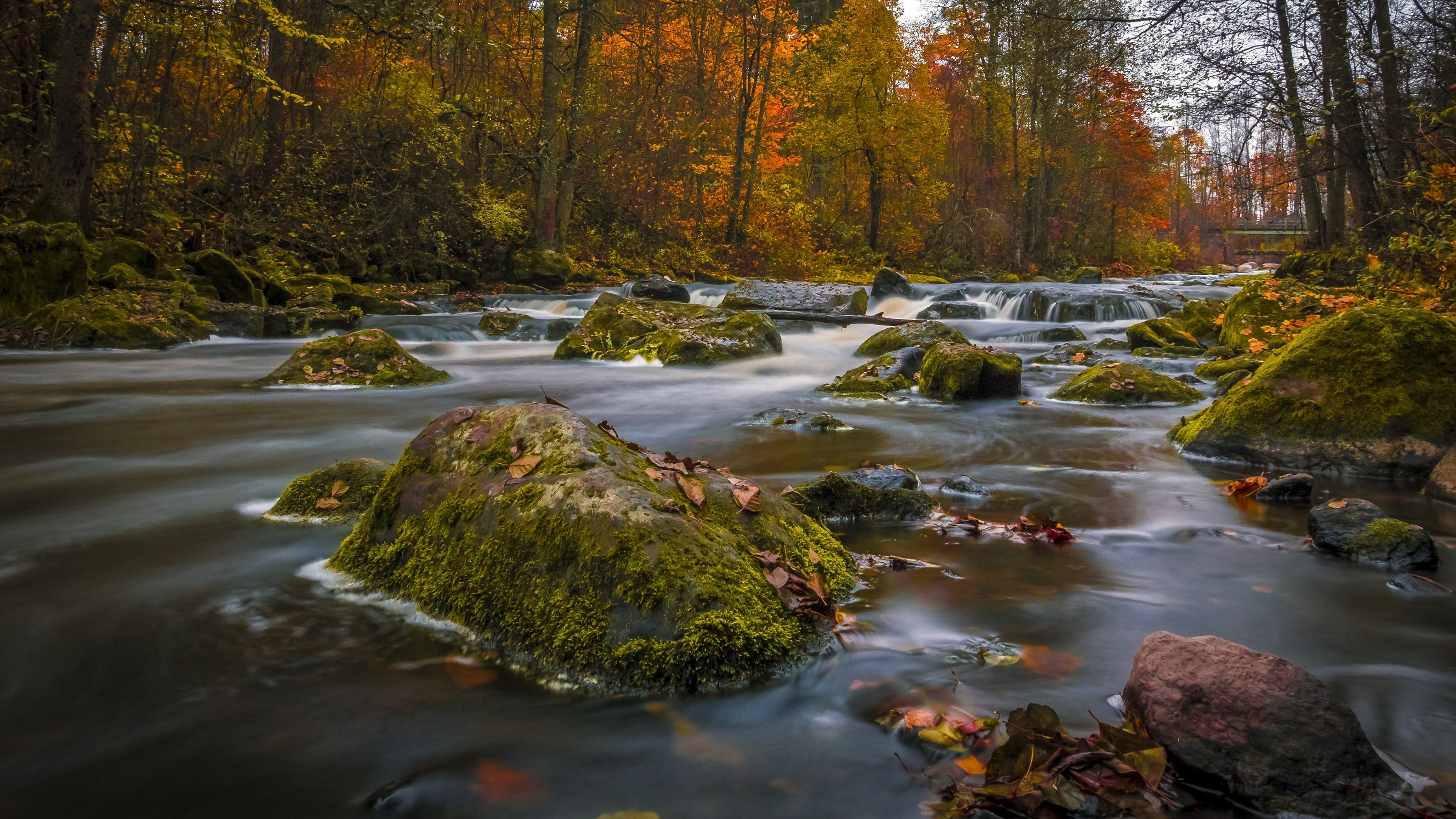 autumn, nature, 4k, HD Wallpaper