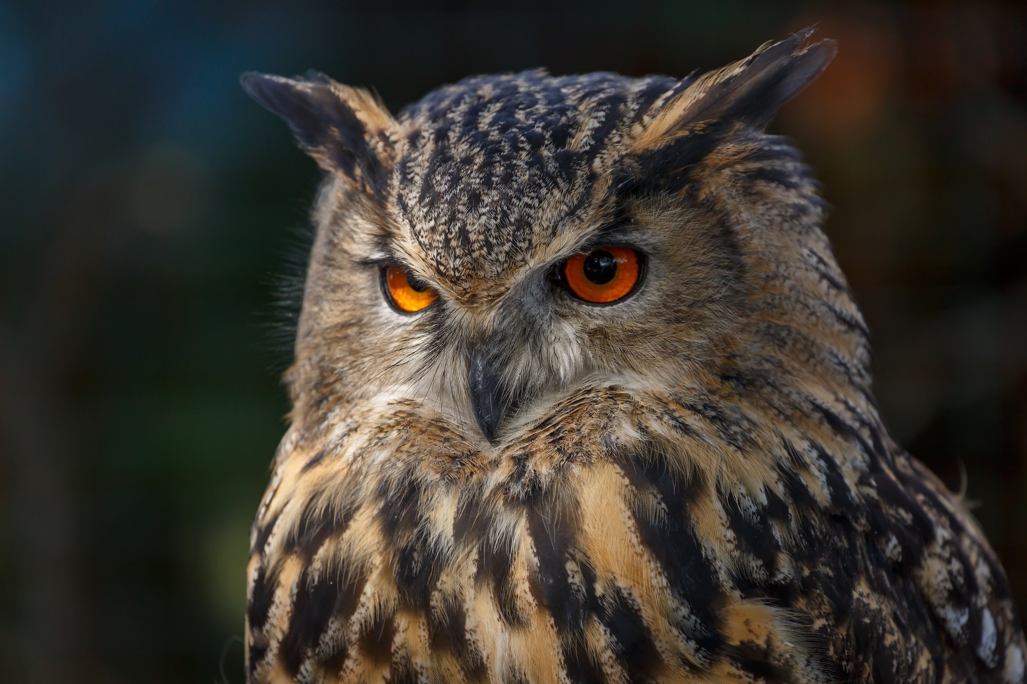 owl, birds, hd, HD Wallpaper