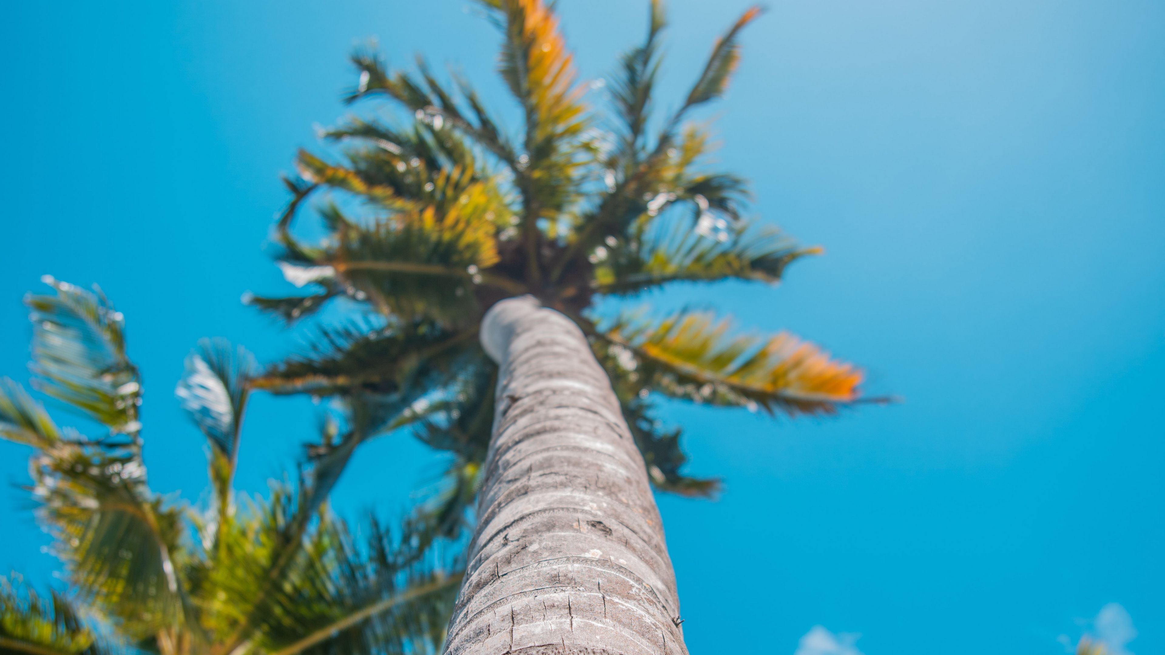 palm, sun, summer, tropics, 4k, HD Wallpaper