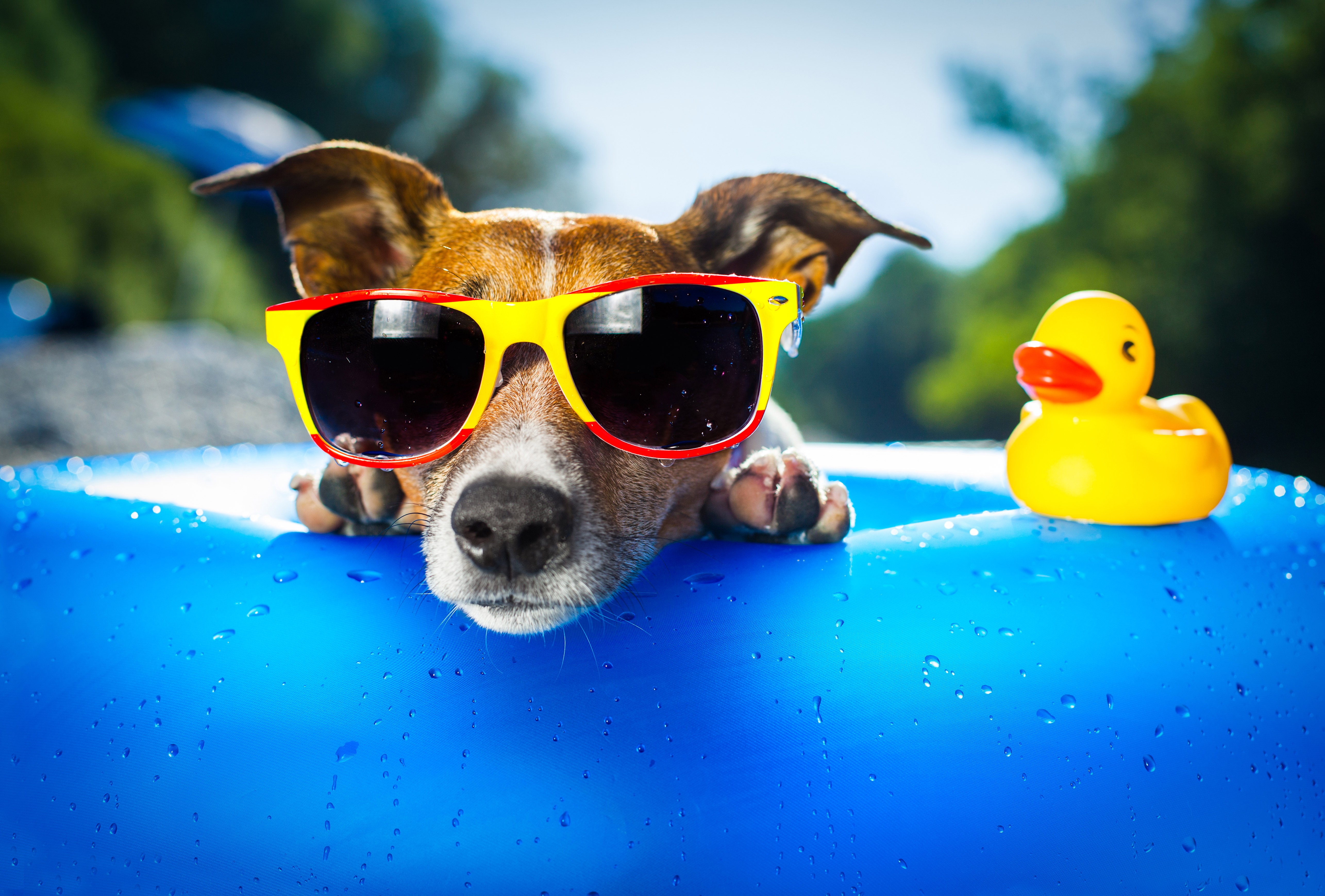 dog, animals, funny, glasses, sunglasses, HD Wallpaper
