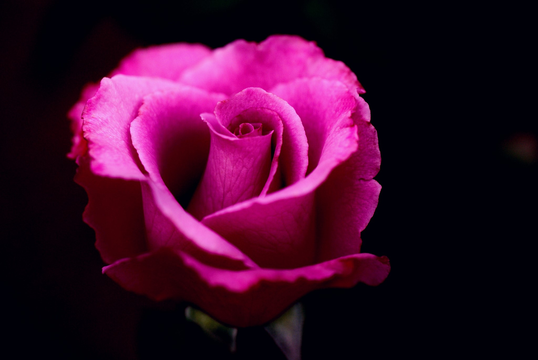 rose, flowers, pink, macro, HD Wallpaper