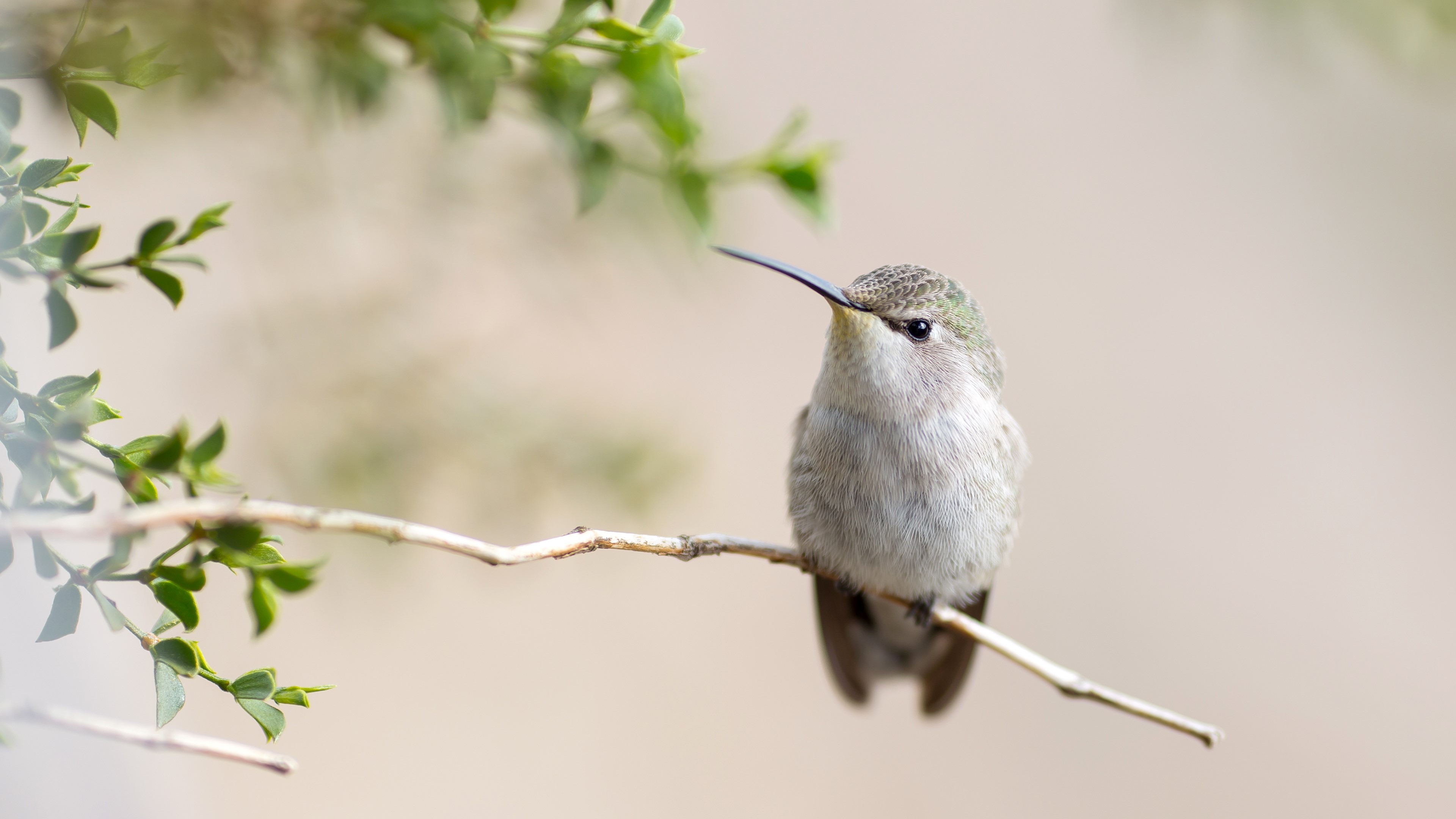hummingbird, birds, 4k, HD Wallpaper