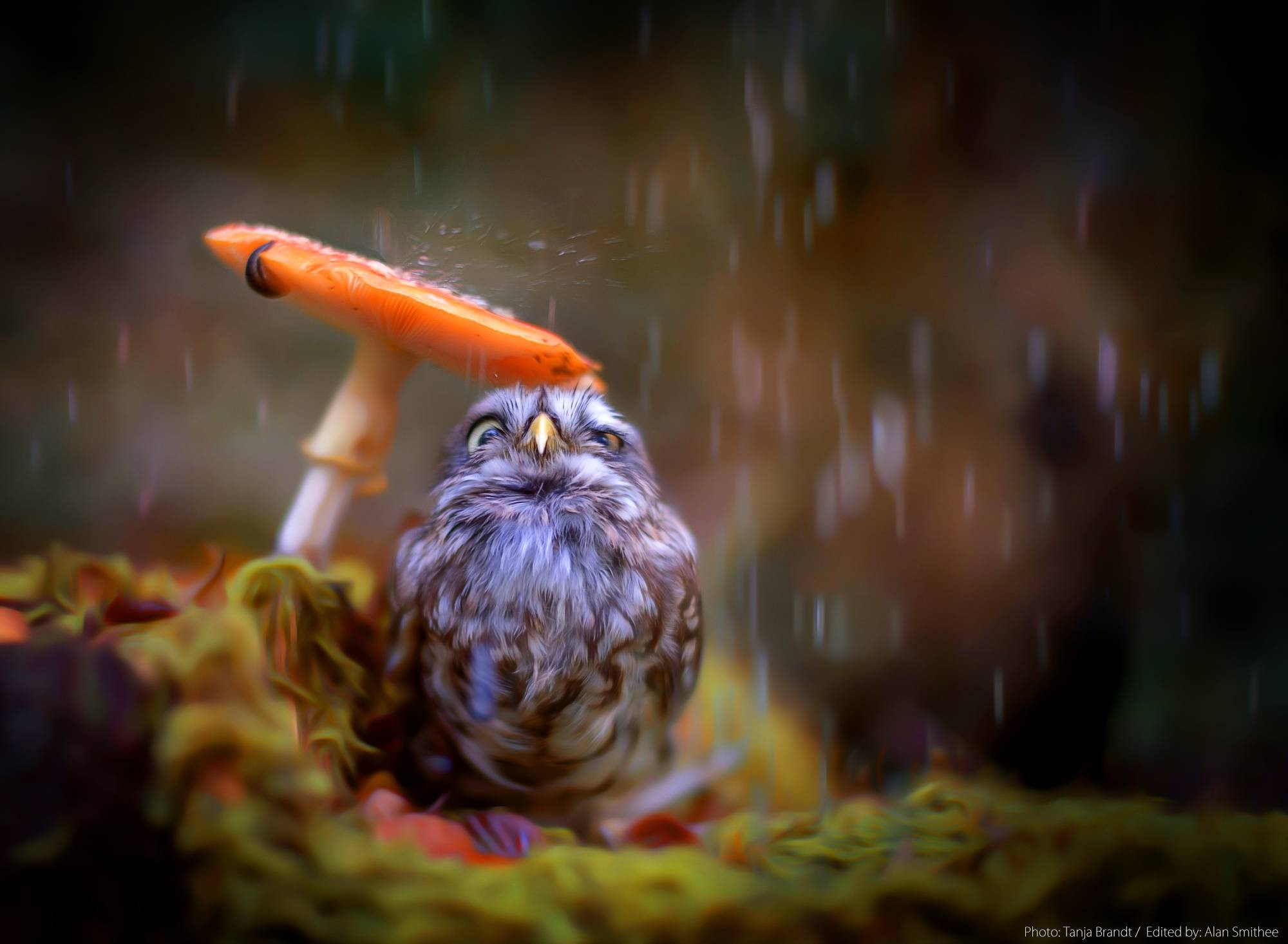 owl, birds, cute, HD Wallpaper